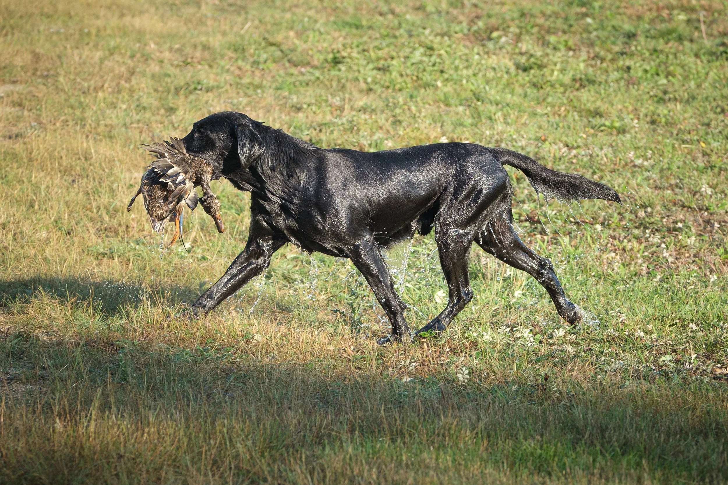 20250914-Retriever TrialDSCF1483.jpg