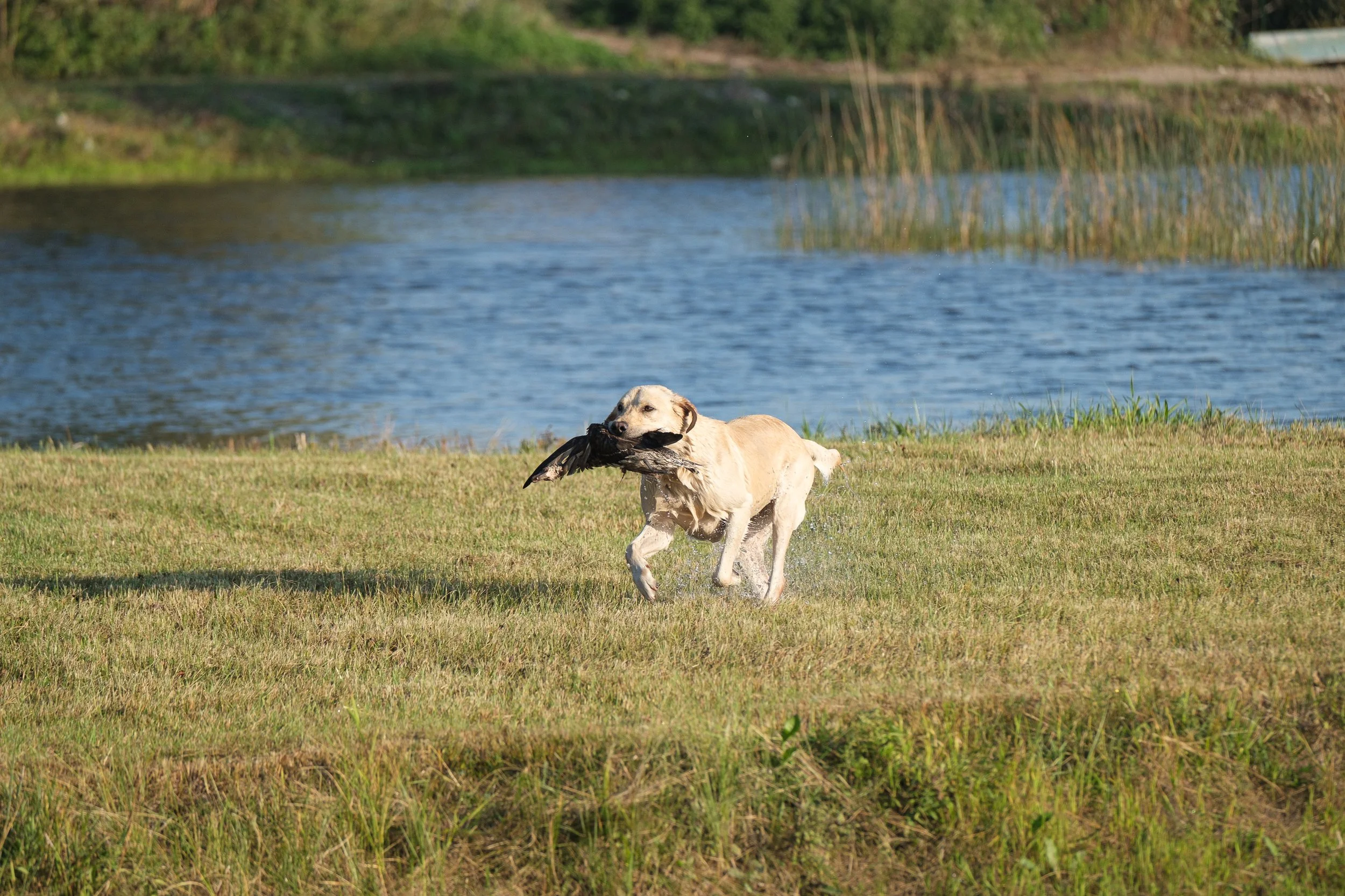 20250914-Retriever TrialDSCF1427.jpg