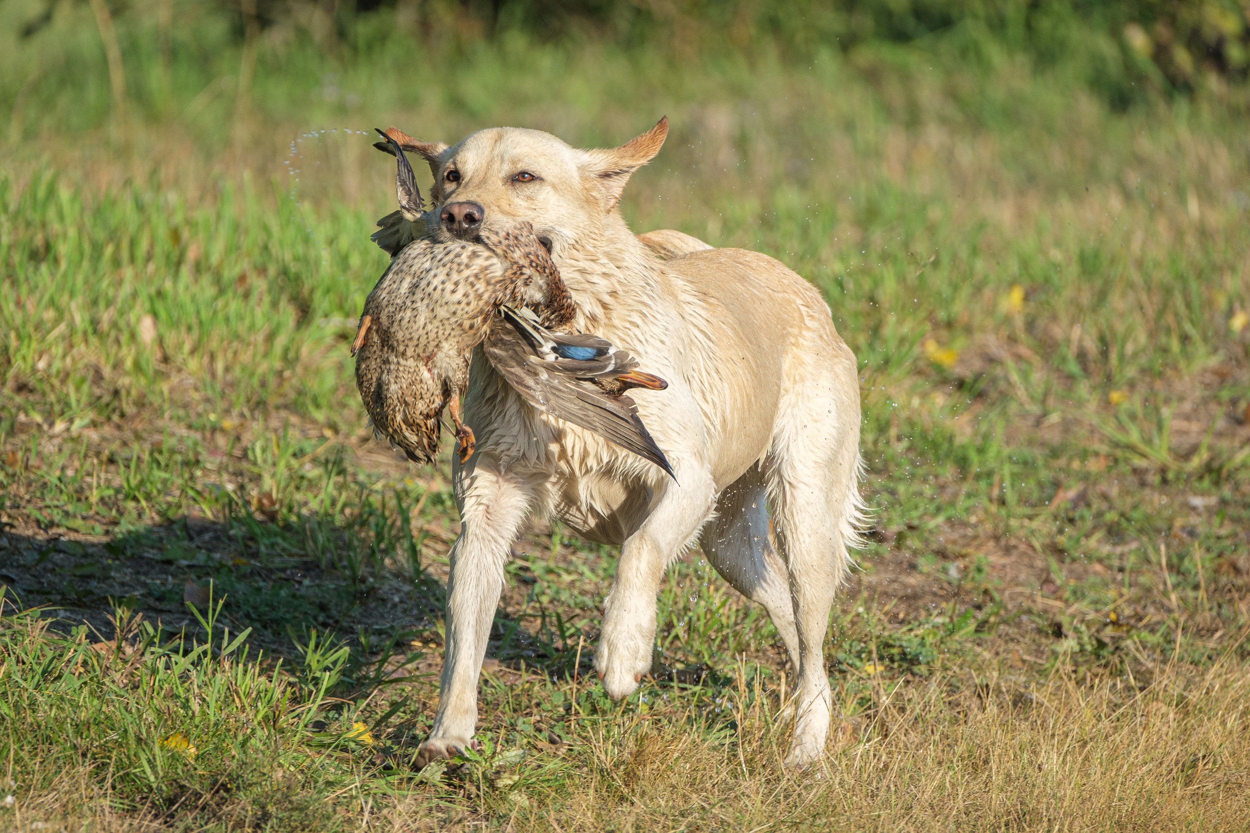 20250914-Retriever TrialDSCF1408.jpg
