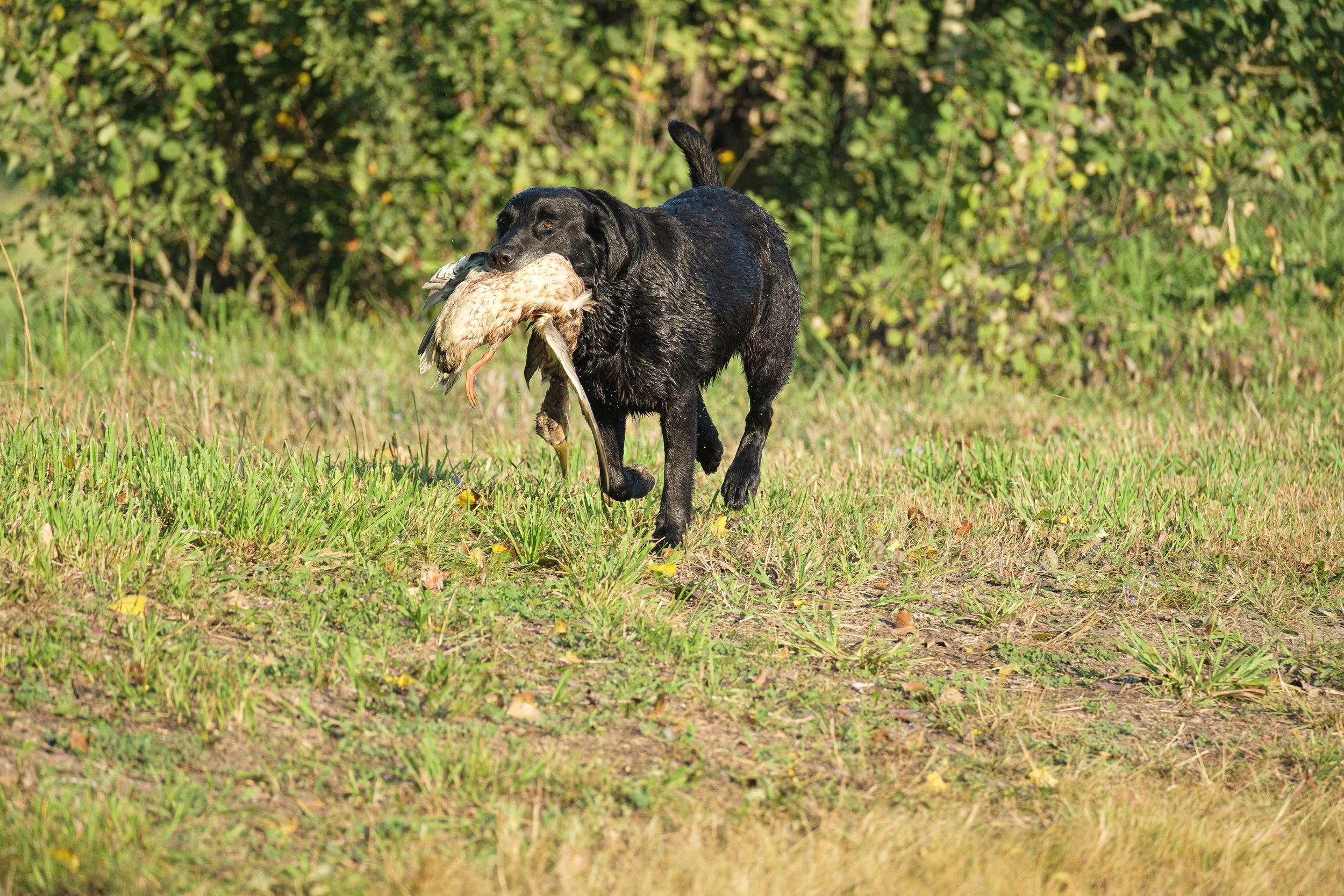 20250914-Retriever TrialDSCF1365.jpg