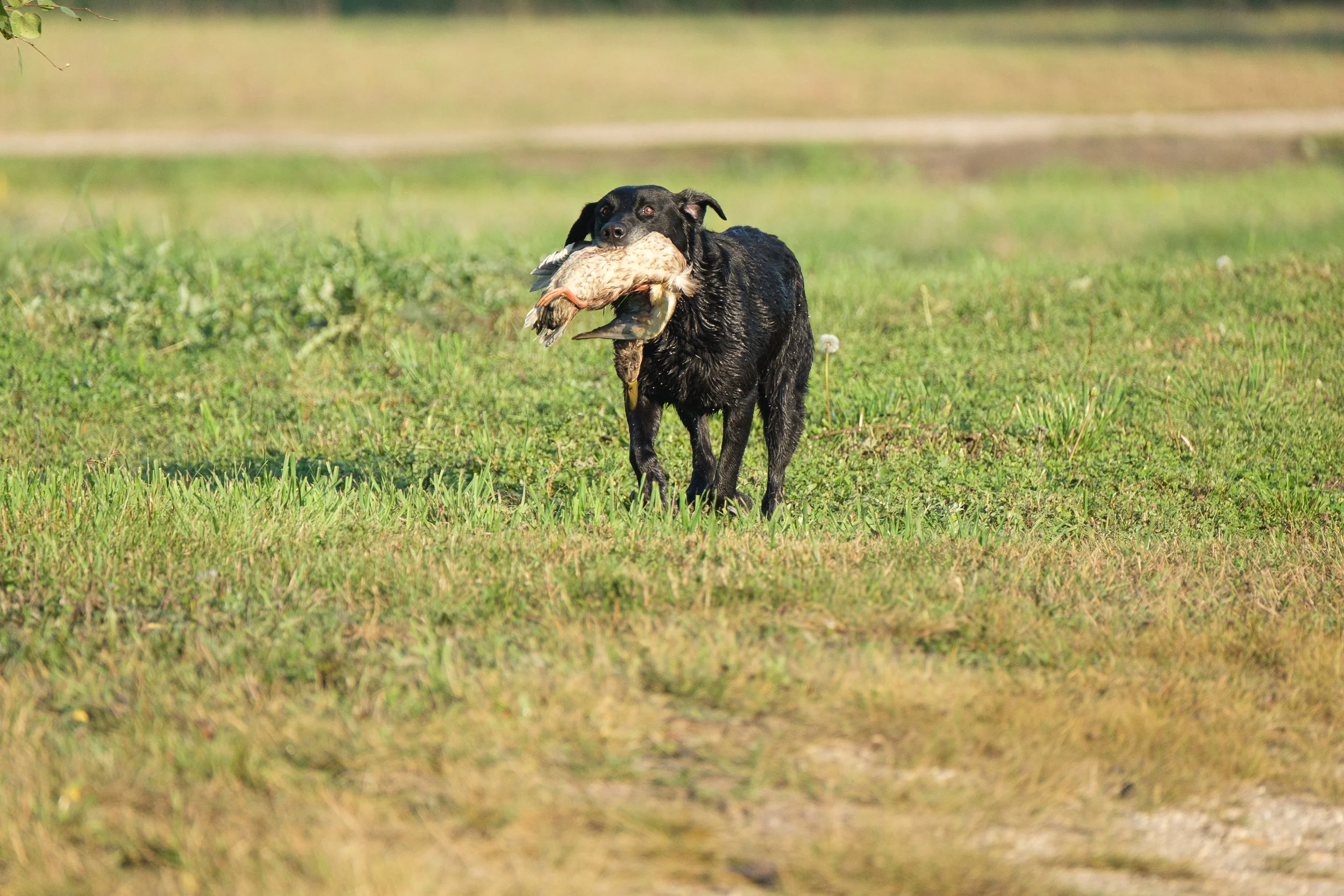 20250914-Retriever TrialDSCF1357.jpg