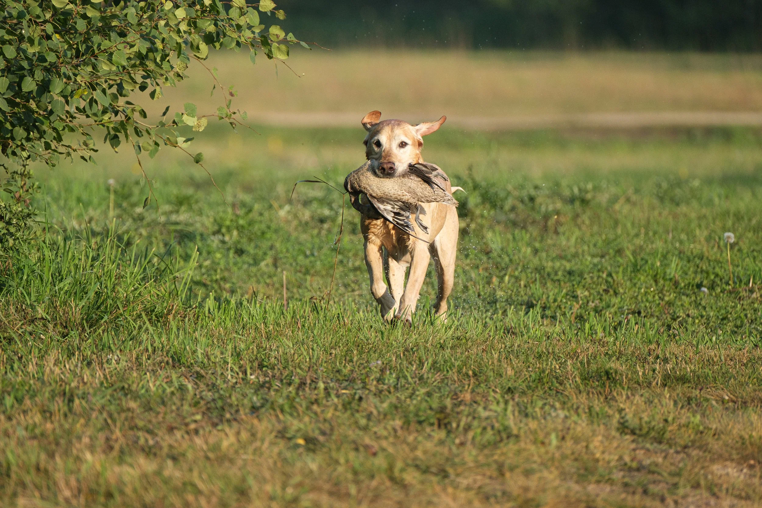 20250914-Retriever TrialDSCF1244.jpg