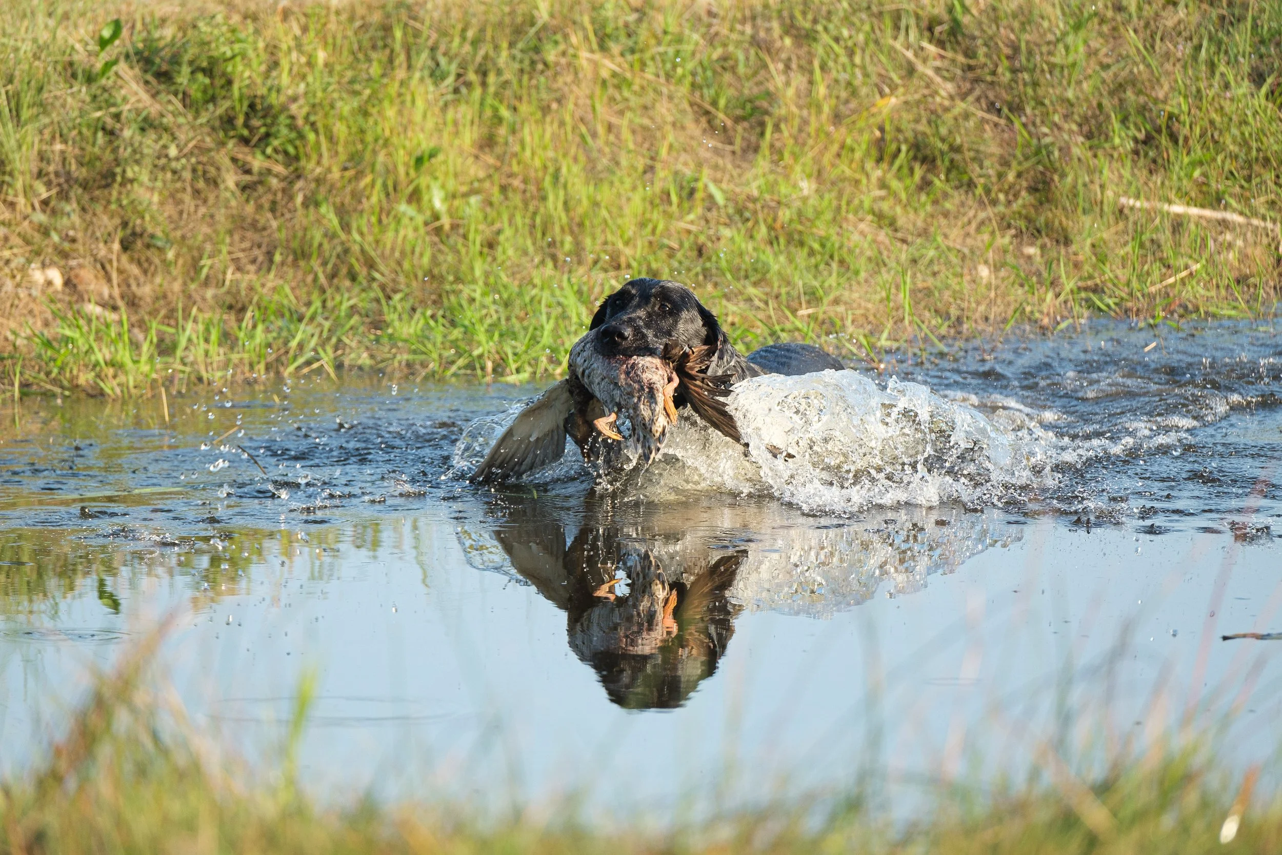 20250914-Retriever TrialDSCF1335.jpg