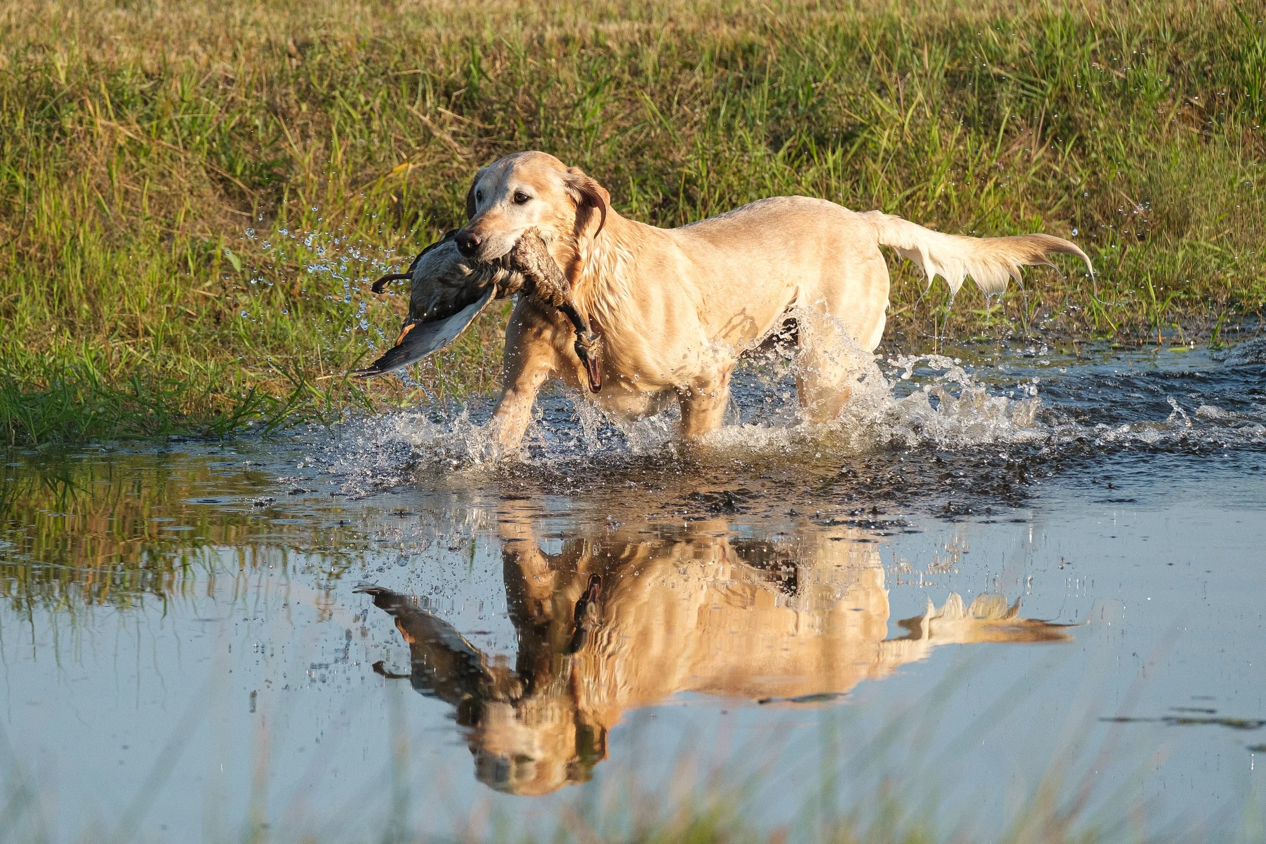 20250914-Retriever TrialDSCF1214.jpg