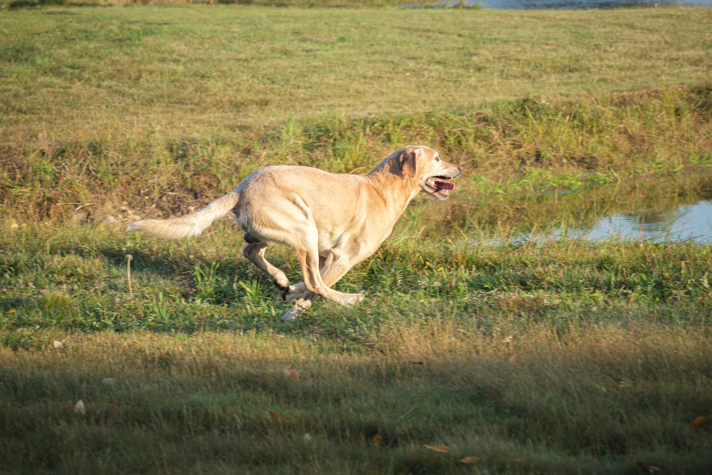 20250914-Retriever TrialDSCF1133.jpg