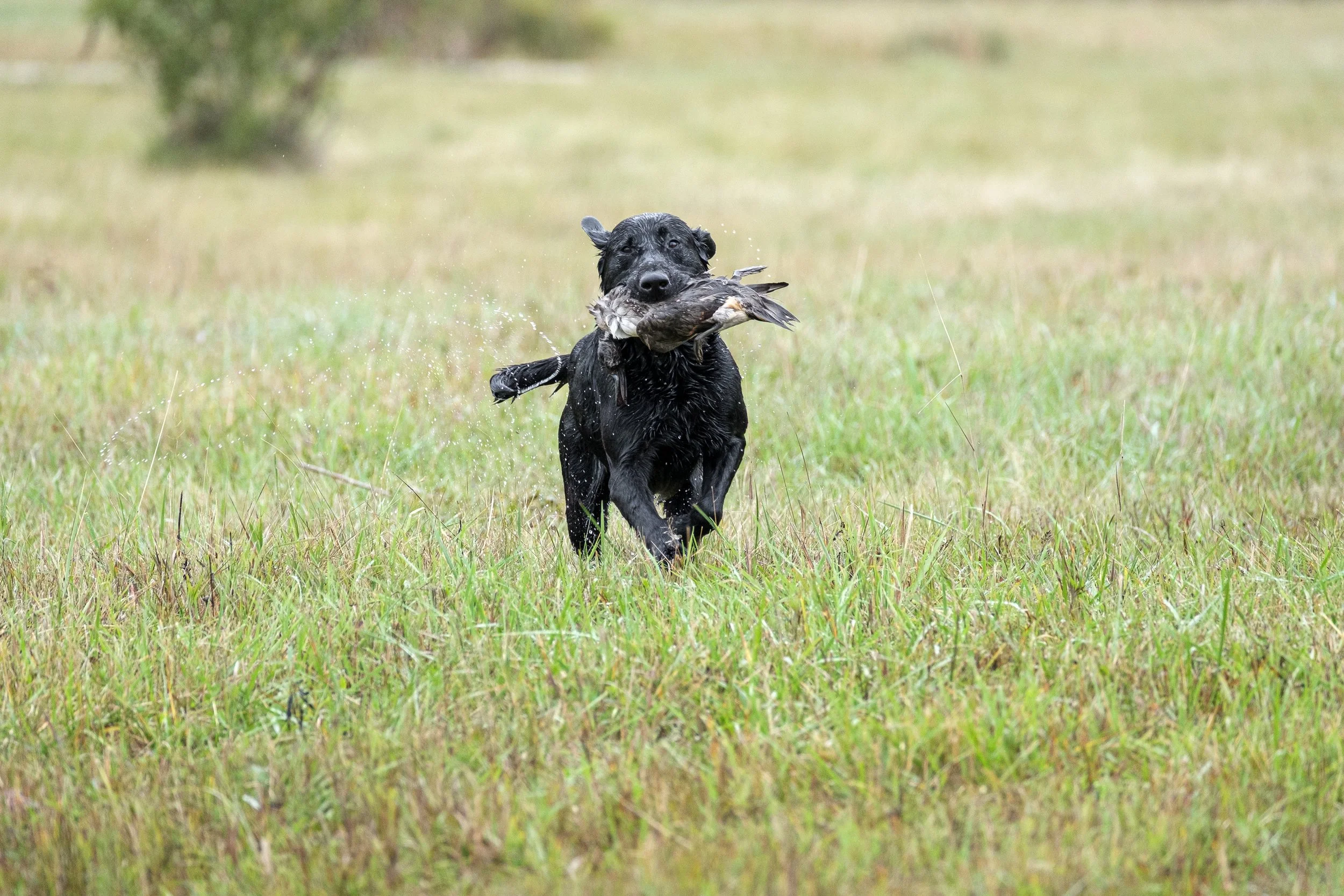 20250717-Retriever TrialDSCF4377.jpg