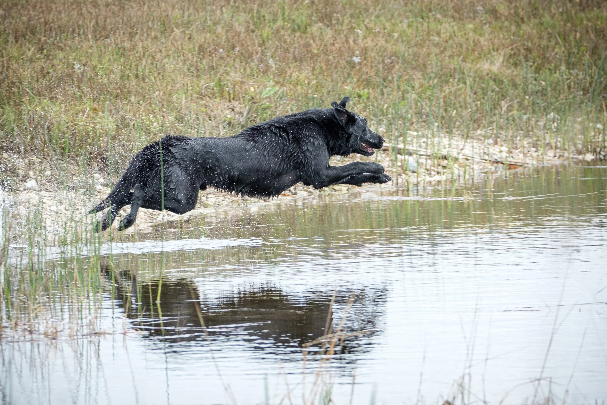 20250717-Retriever TrialDSCF4438.jpg