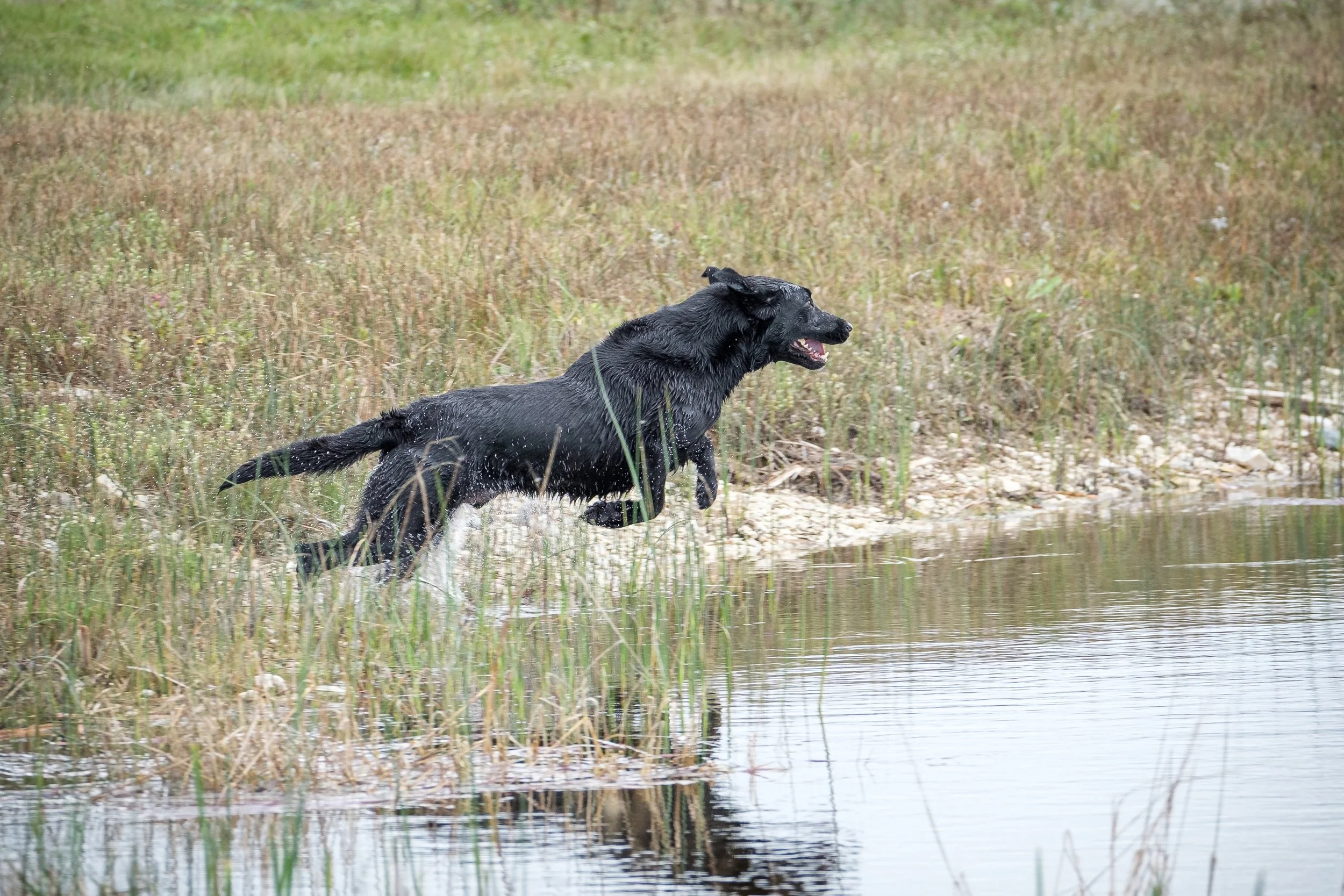 20250717-Retriever TrialDSCF4437.jpg