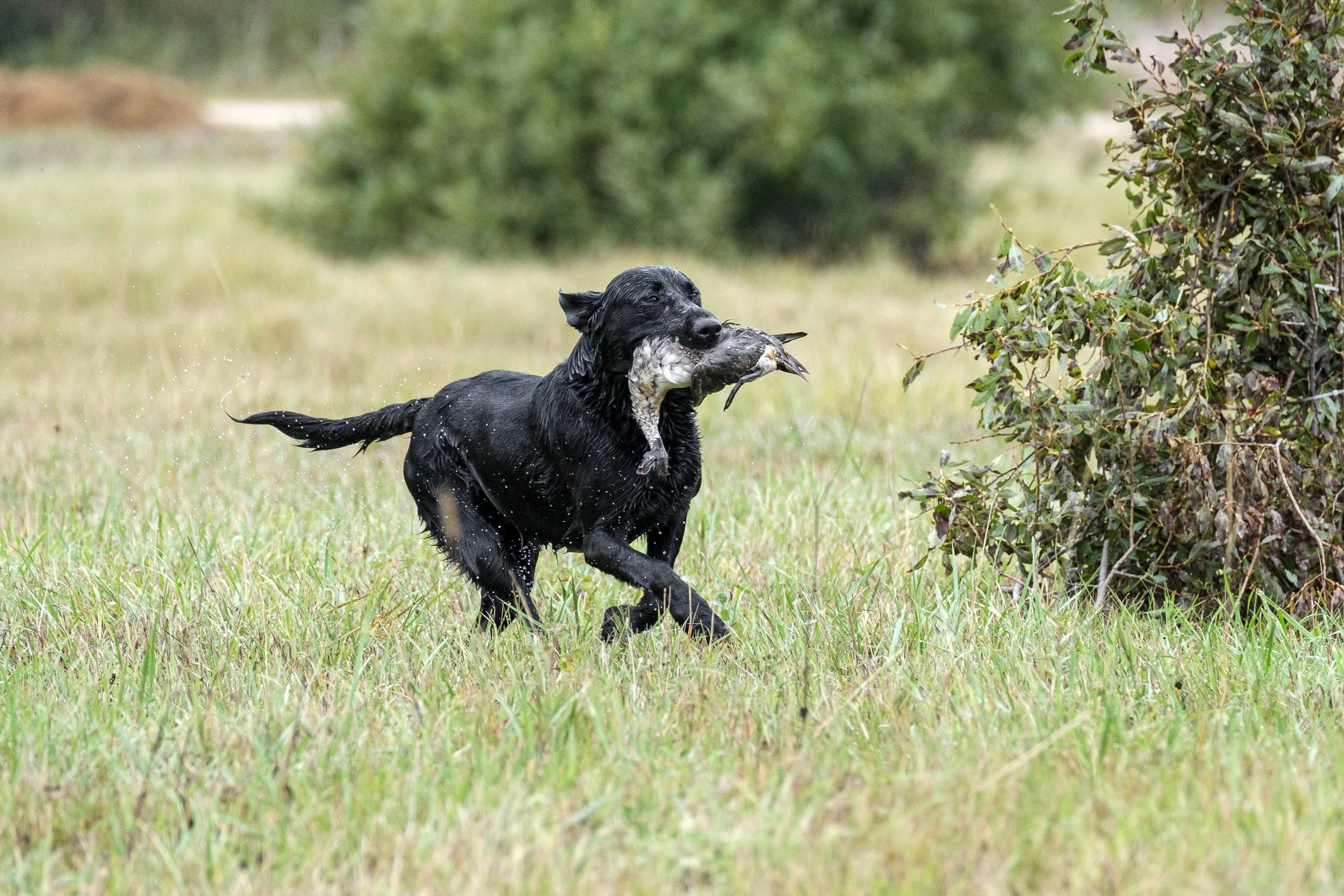 20250717-Retriever TrialDSCF4367.jpg