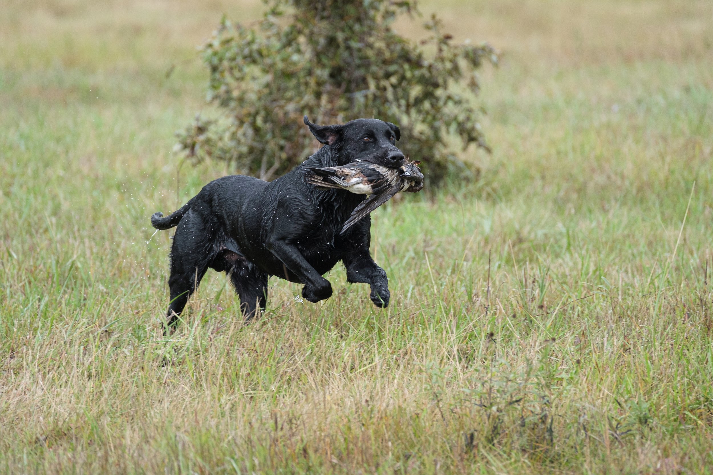 20250717-Retriever TrialDSCF4318.jpg
