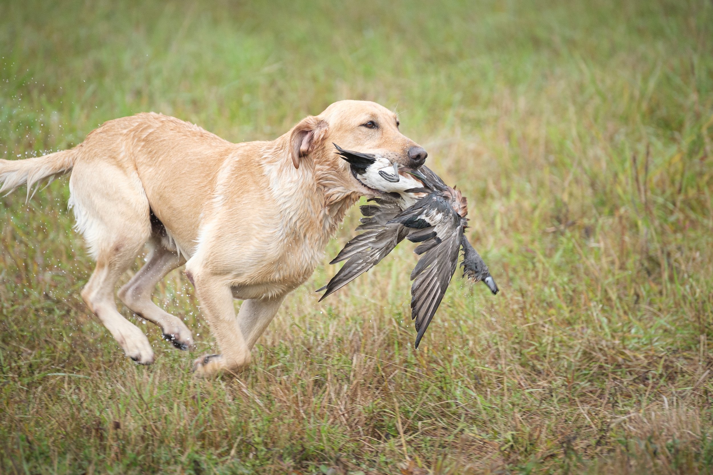 20250717-Retriever TrialDSCF4270.jpg