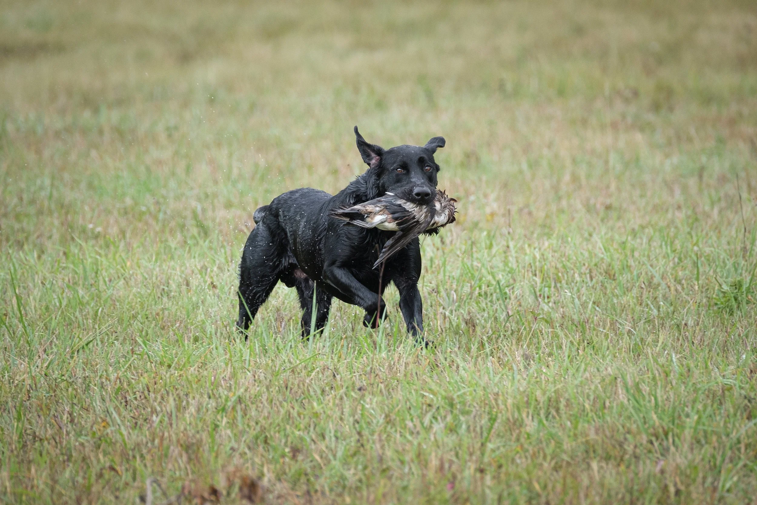 20250717-Retriever TrialDSCF4317.jpg