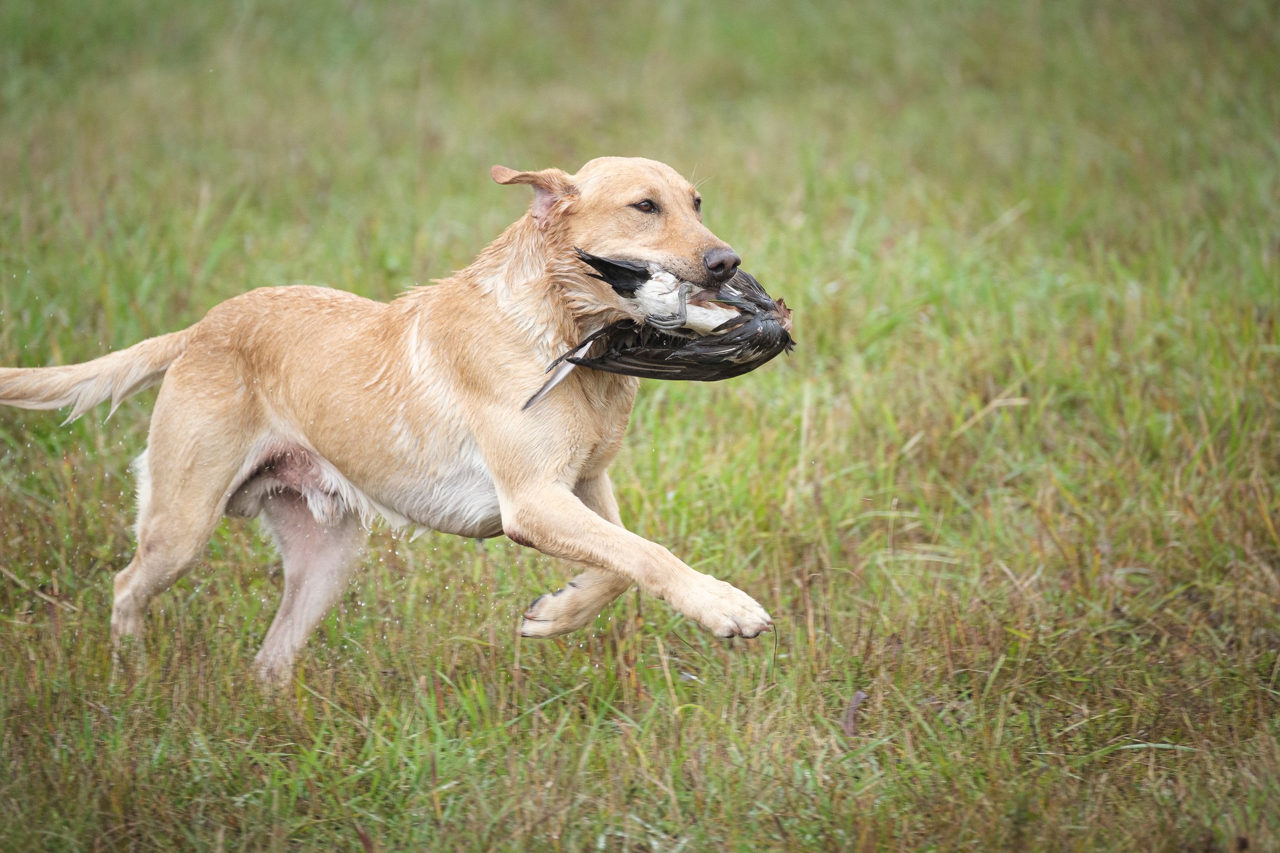 20250717-Retriever TrialDSCF4268.jpg