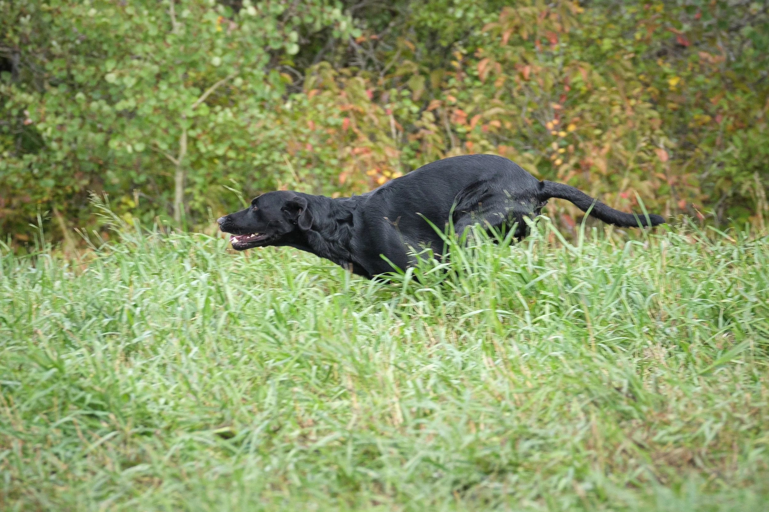 20250717-Retriever TrialDSCF4290.jpg