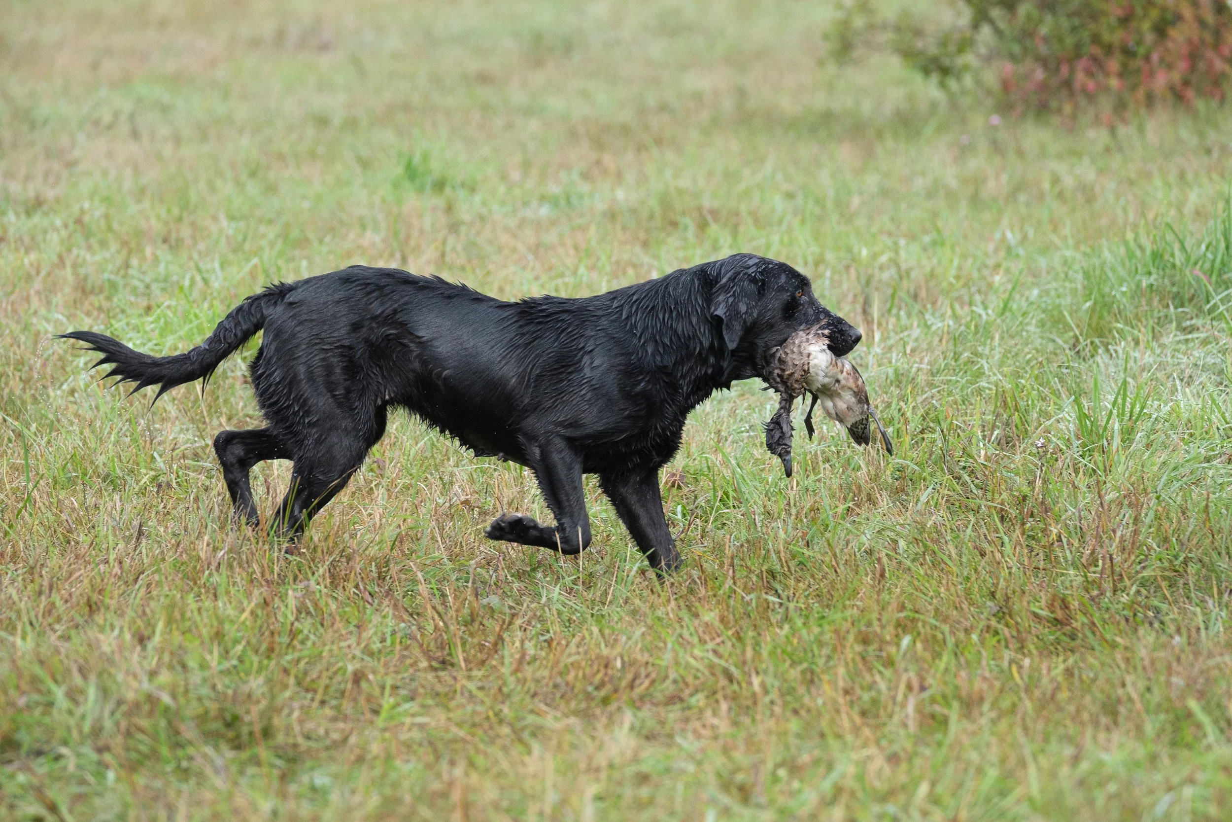20250717-Retriever TrialDSCF4237.jpg
