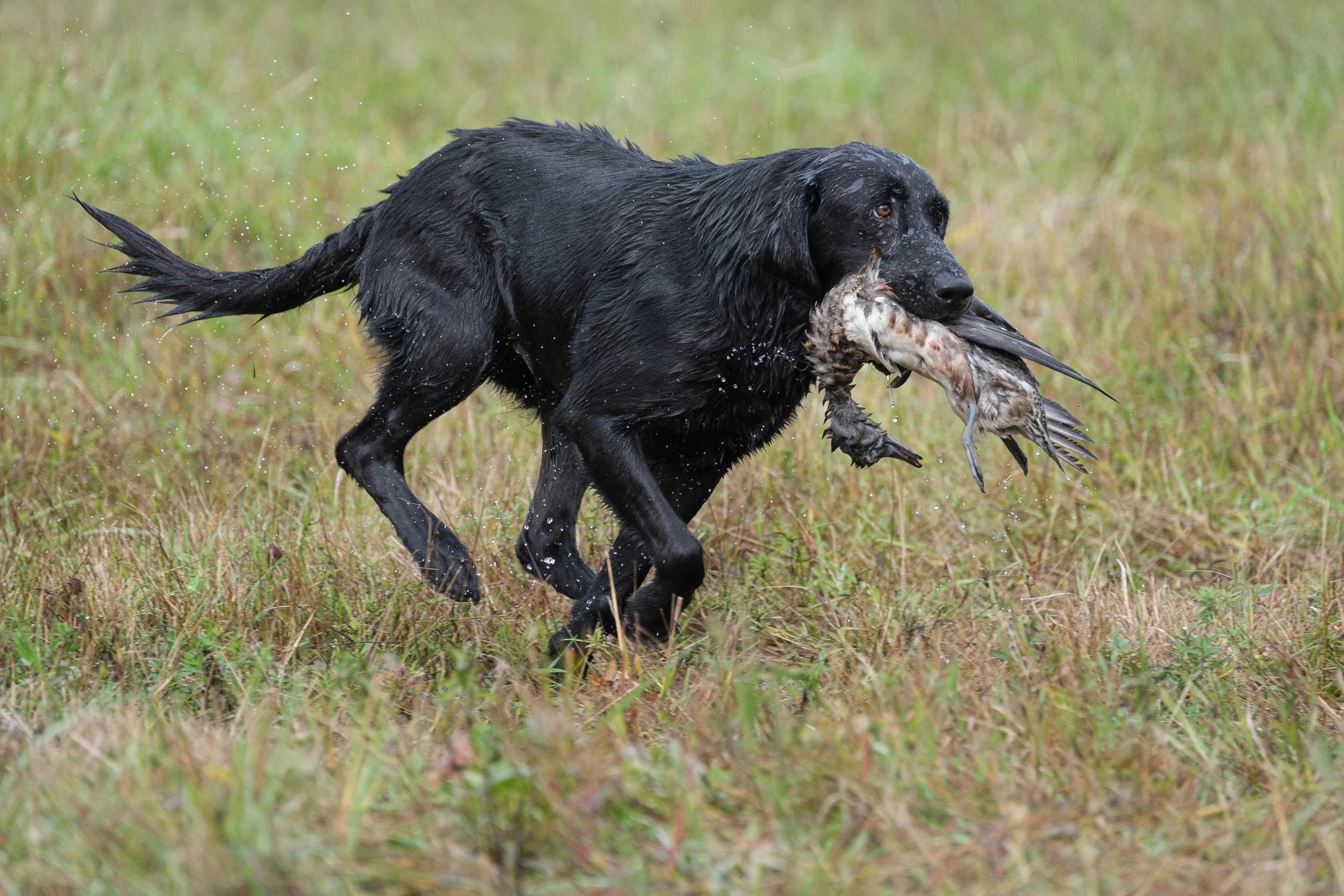 20250717-Retriever TrialDSCF4231.jpg