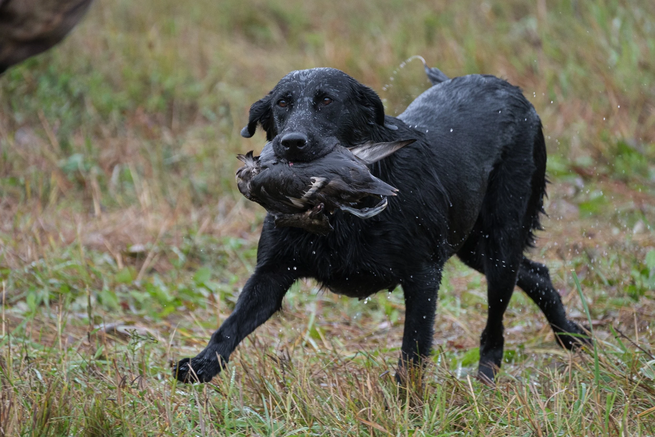 20250717-Retriever TrialDSCF4216.jpg