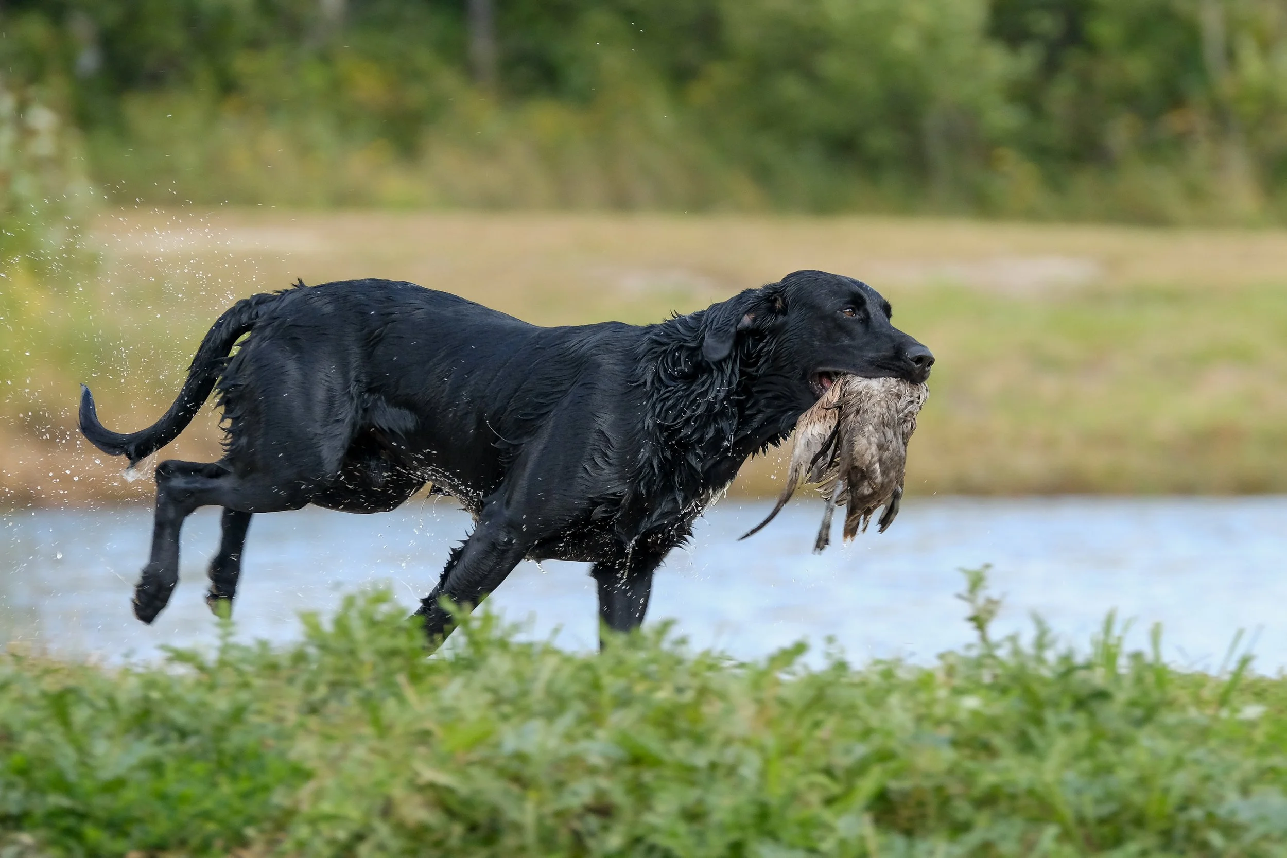 20250715-Retriever TrialDSCF4135.jpg