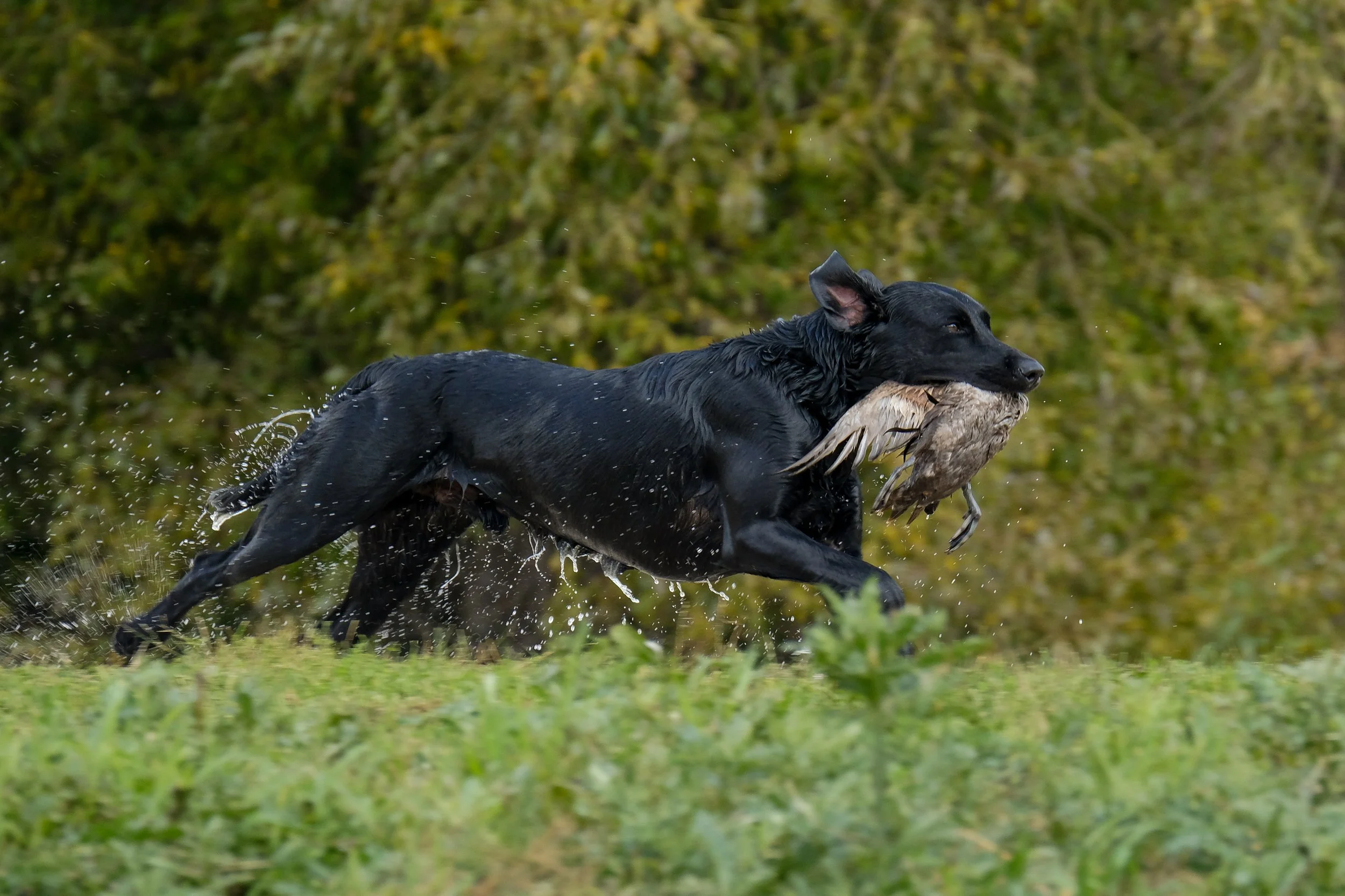 20250715-Retriever TrialDSCF4131.jpg