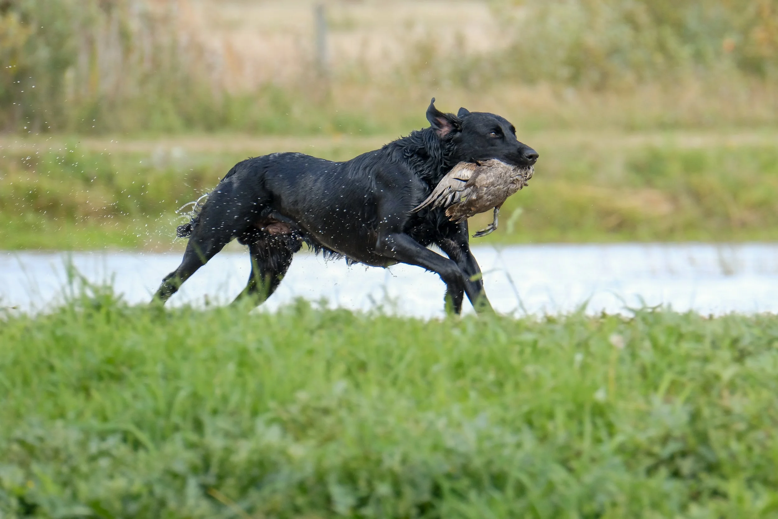 20250715-Retriever TrialDSCF4127.jpg