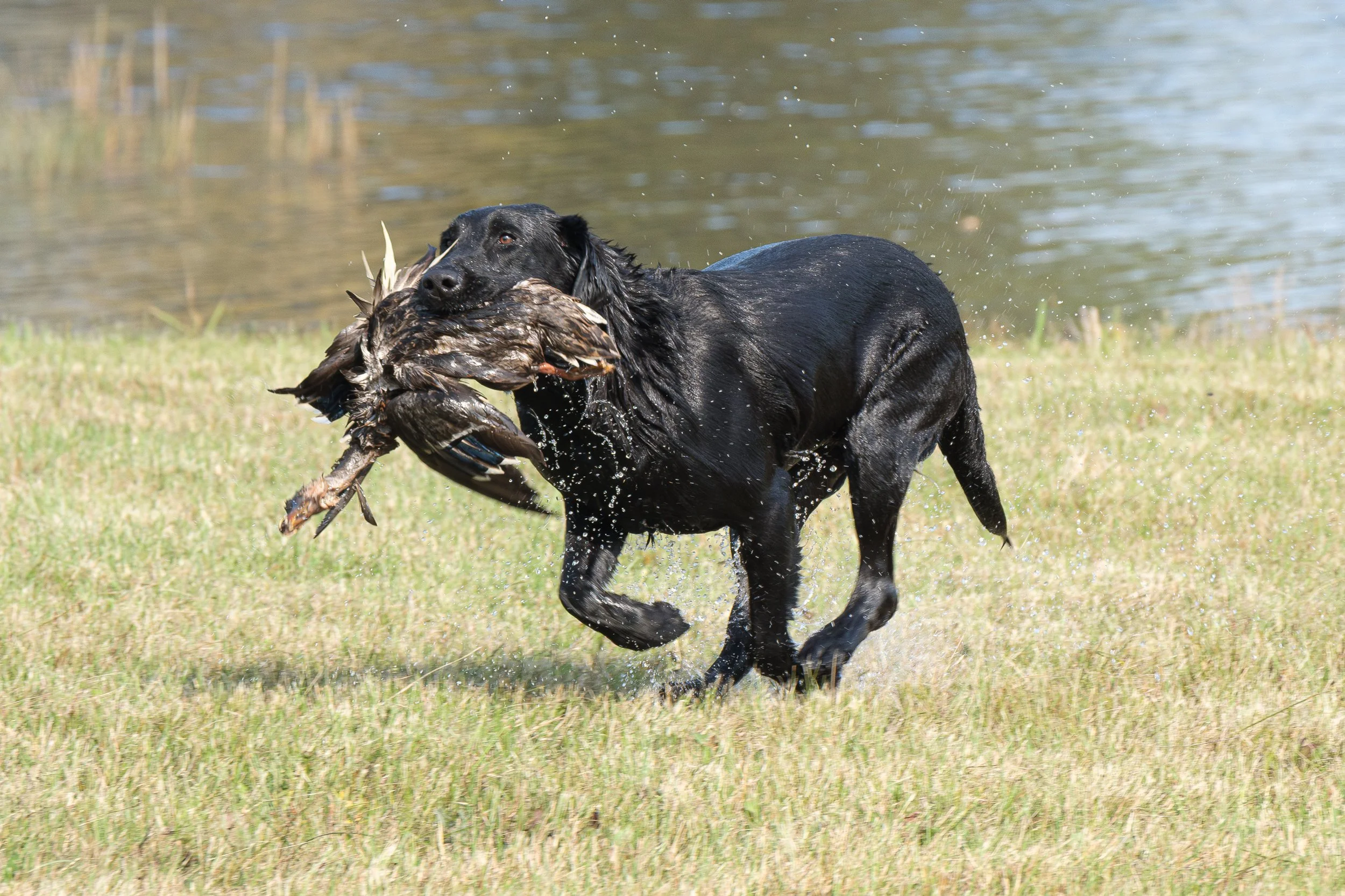 20250714-Retriever TrialDSCF3967-Enhanced-NR.jpg