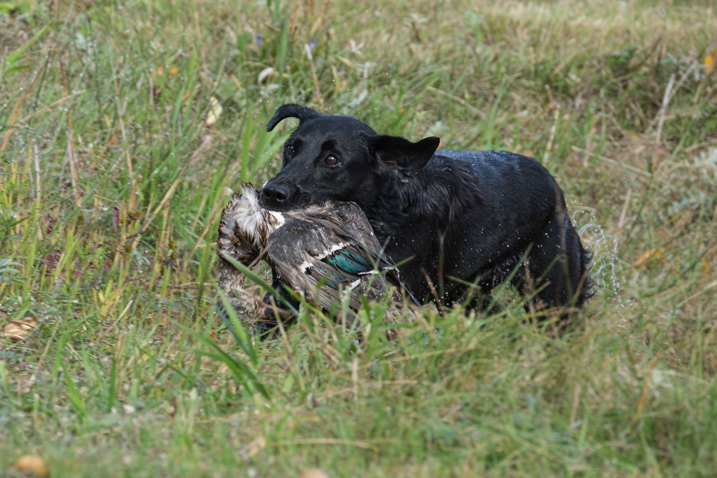 20250714-Retriever TrialDSCF4020.jpg