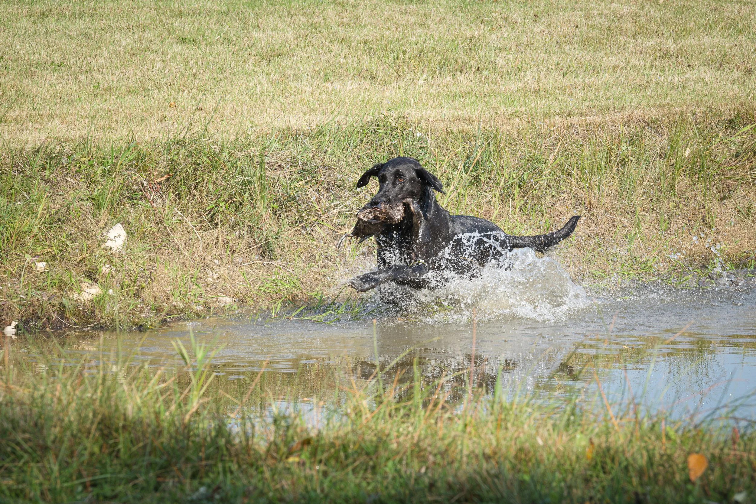 20250714-Retriever TrialDSCF3893-Enhanced-NR.jpg