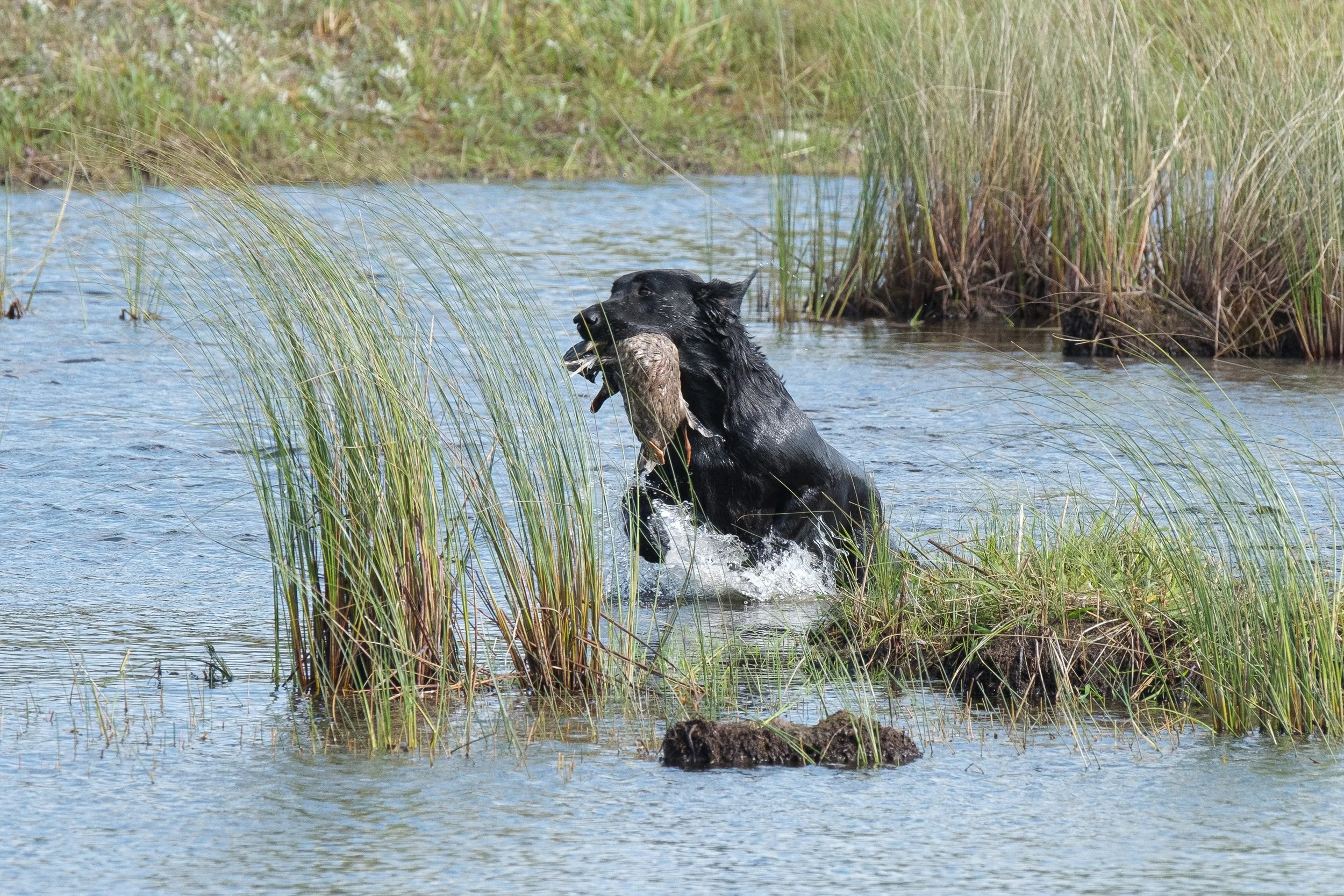 20250714-Retriever TrialDSCF3928.jpg