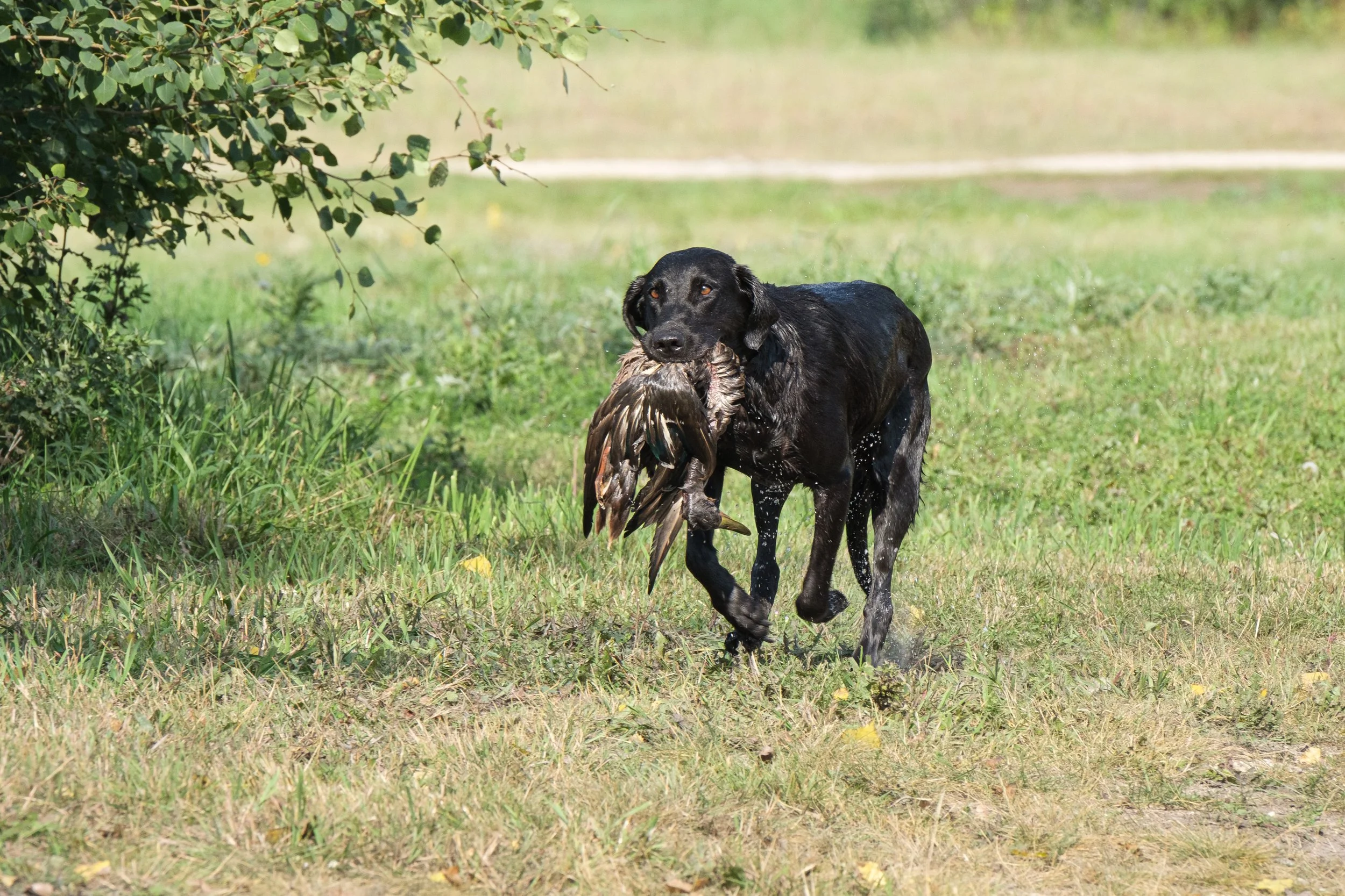 20250714-Retriever TrialDSCF3908.jpg