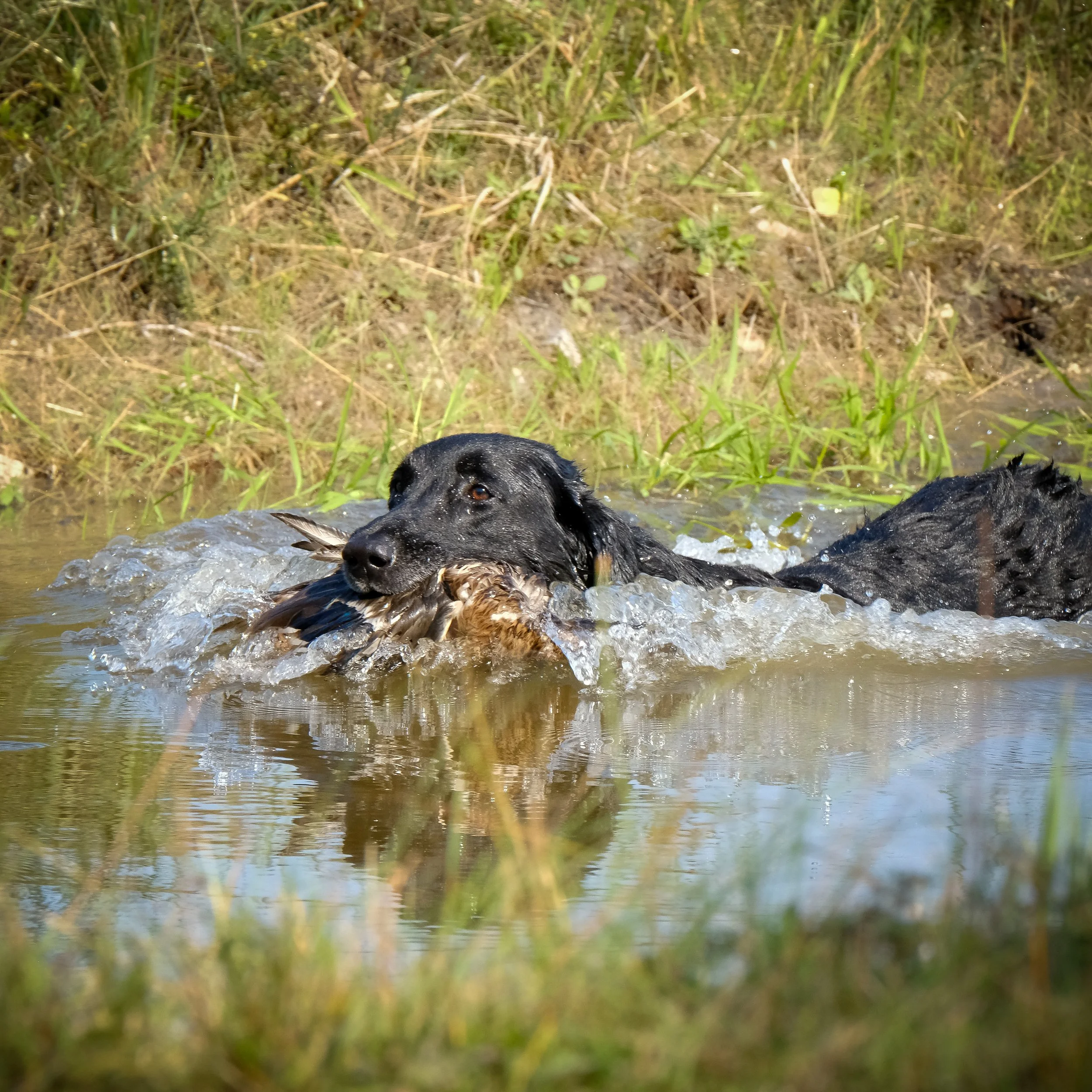 20250714-Retriever TrialDSCF3827-2.jpg