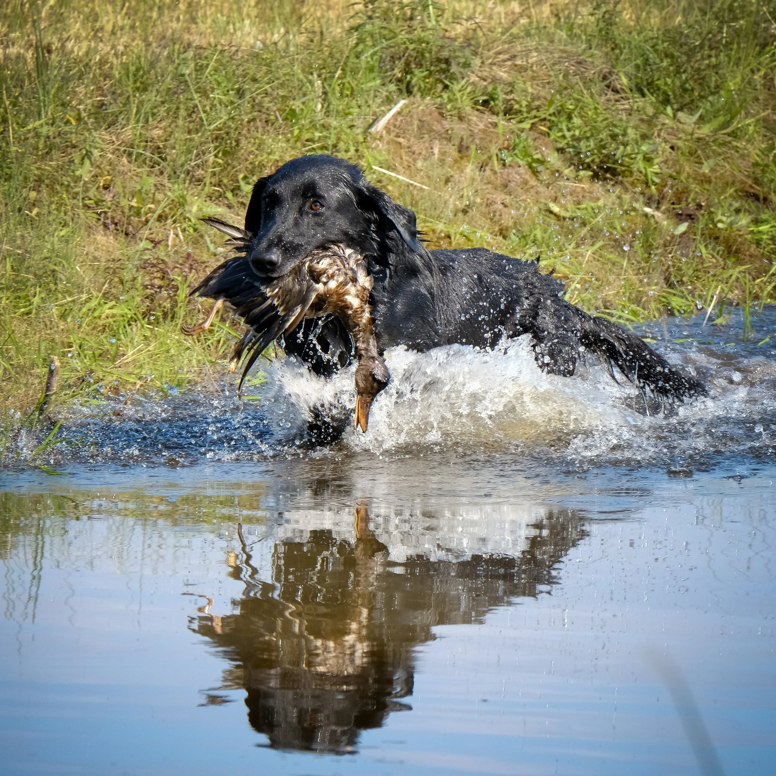 20250714-Retriever TrialDSCF3817.jpg