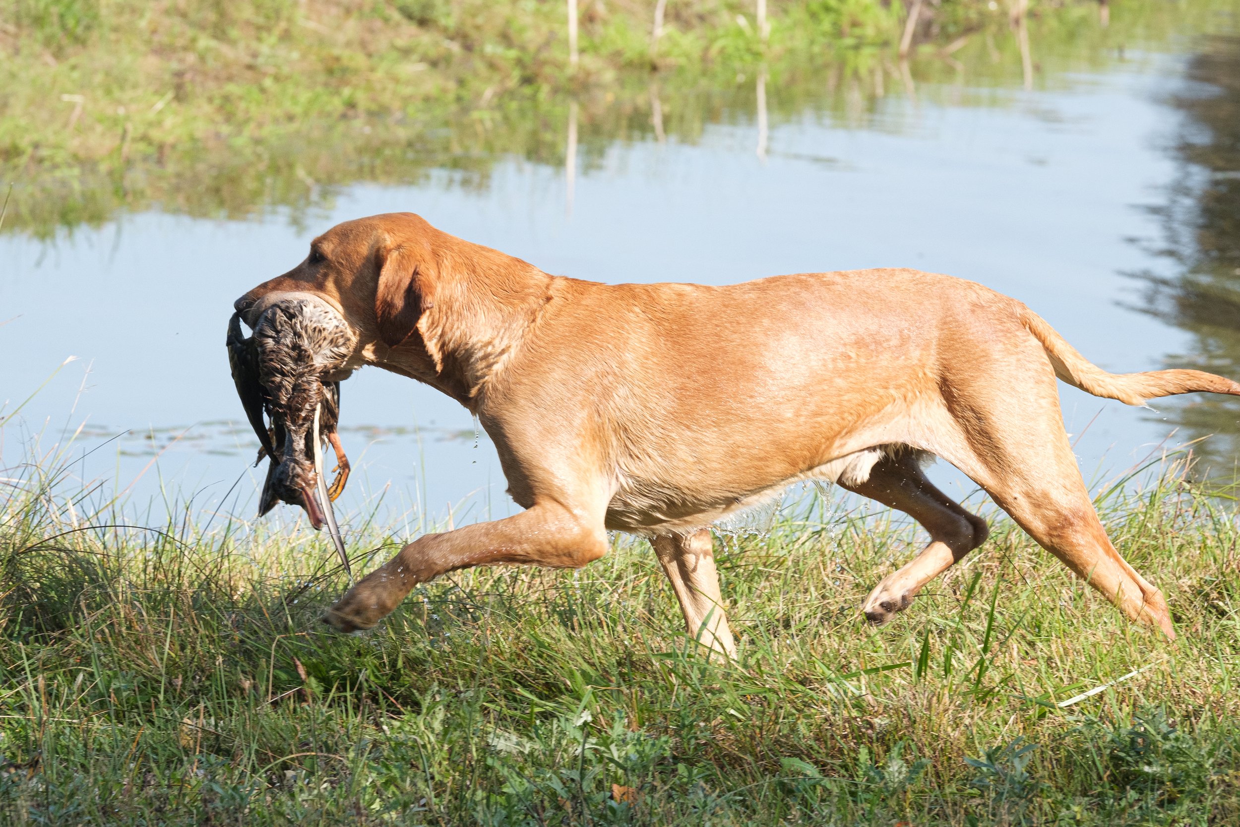 20250714-Retriever TrialDSCF3520.jpg
