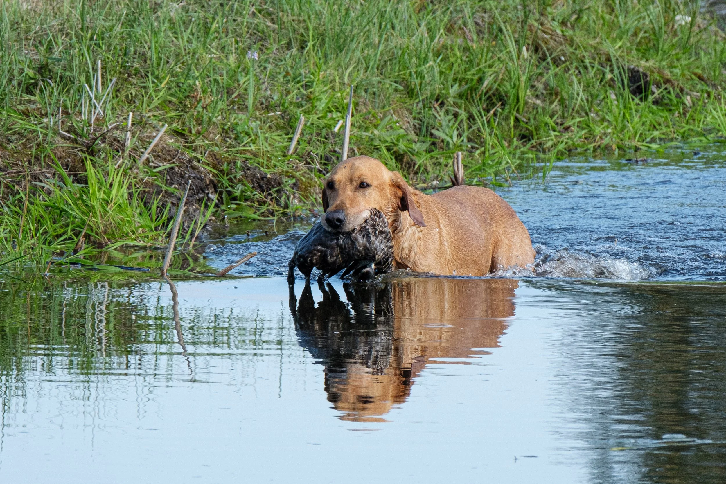 20250714-Retriever TrialDSCF3557.jpg