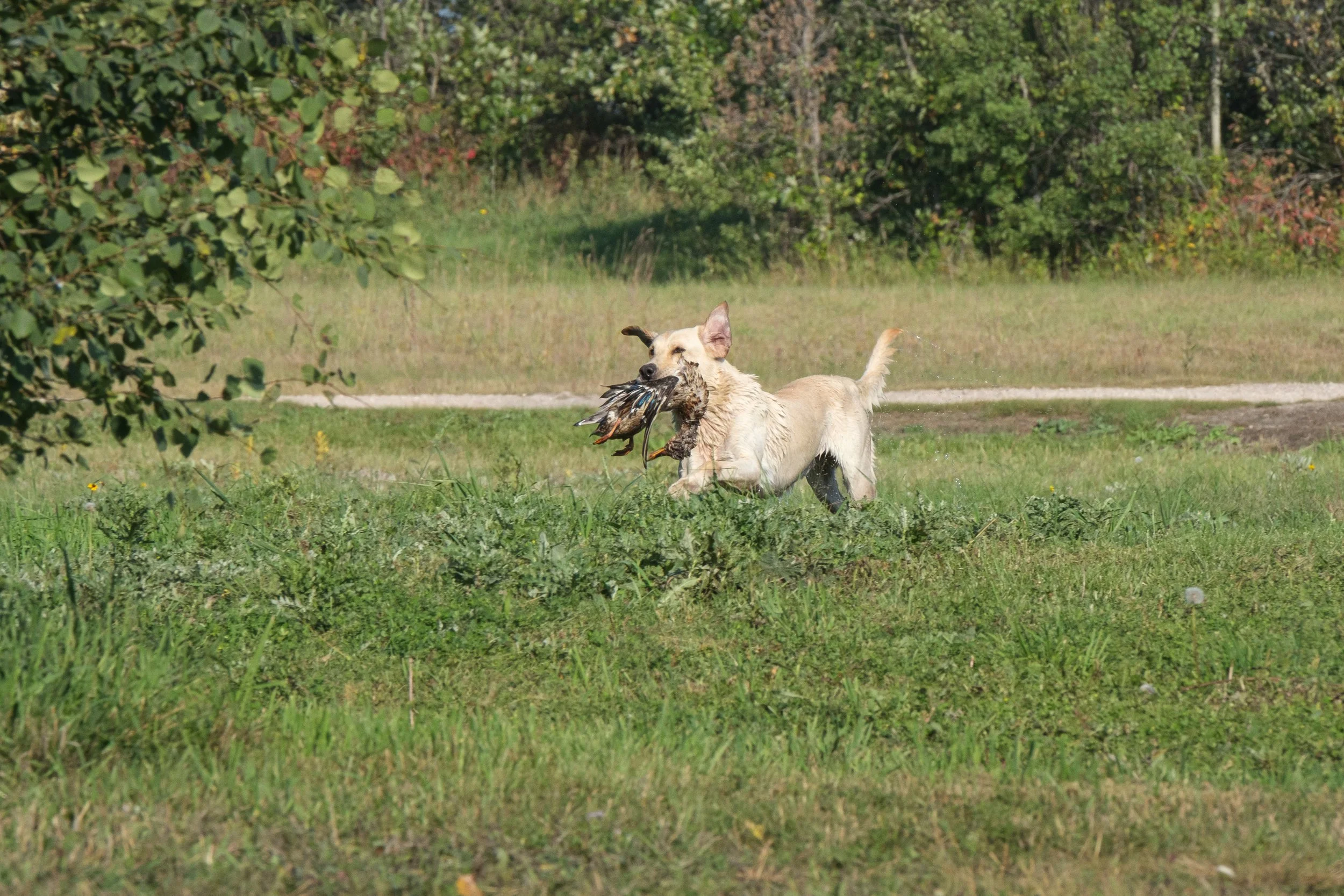 20250714-Retriever TrialDSCF3432.jpg