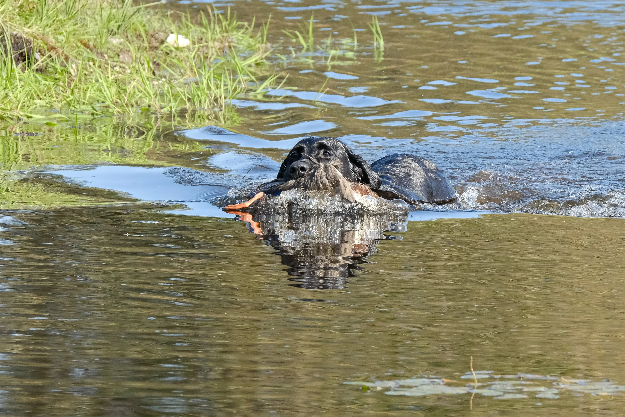 20250714-Retriever TrialDSCF3704.jpg