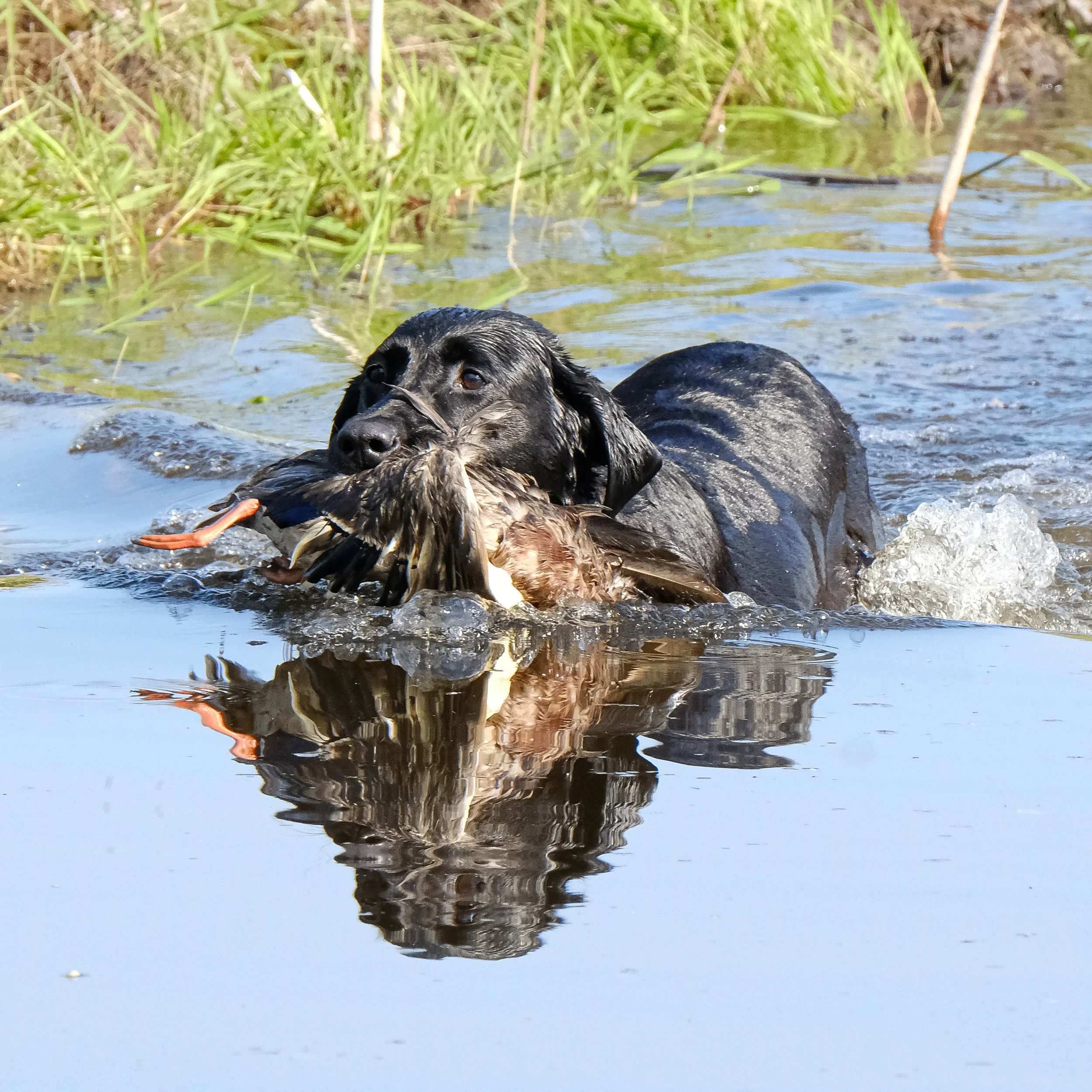 20250714-Retriever TrialDSCF3713.jpg