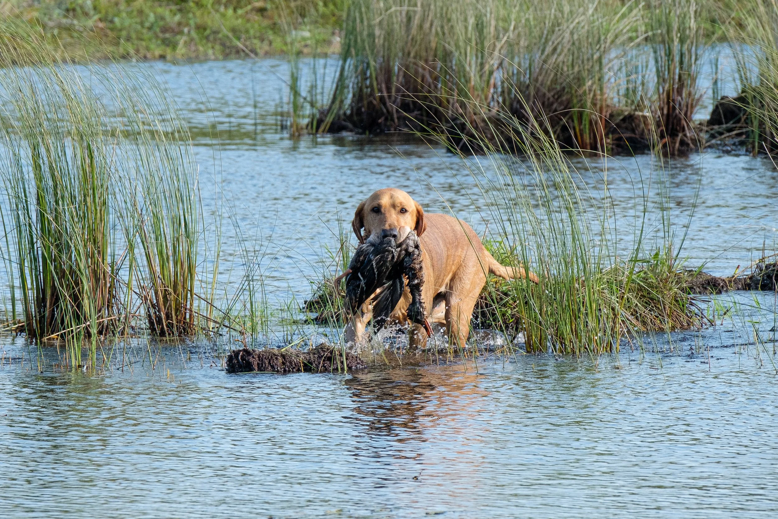 20250714-Retriever TrialDSCF3511.jpg