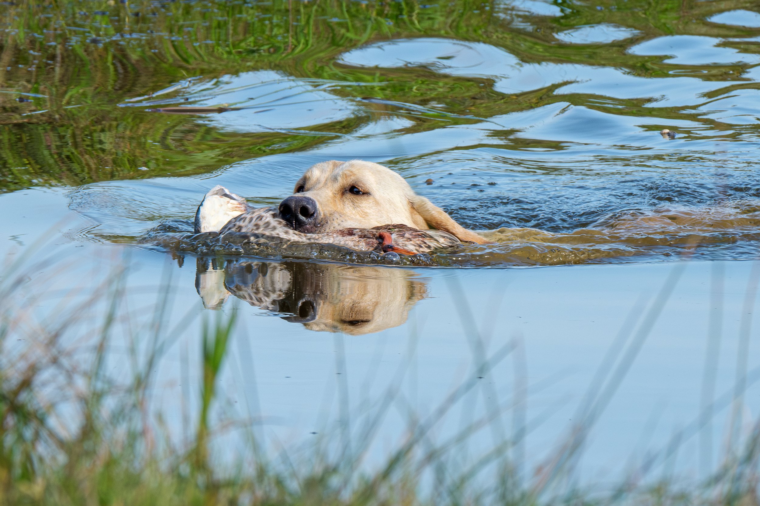 20250714-Retriever TrialDSCF3408-Enhanced-NR.jpg