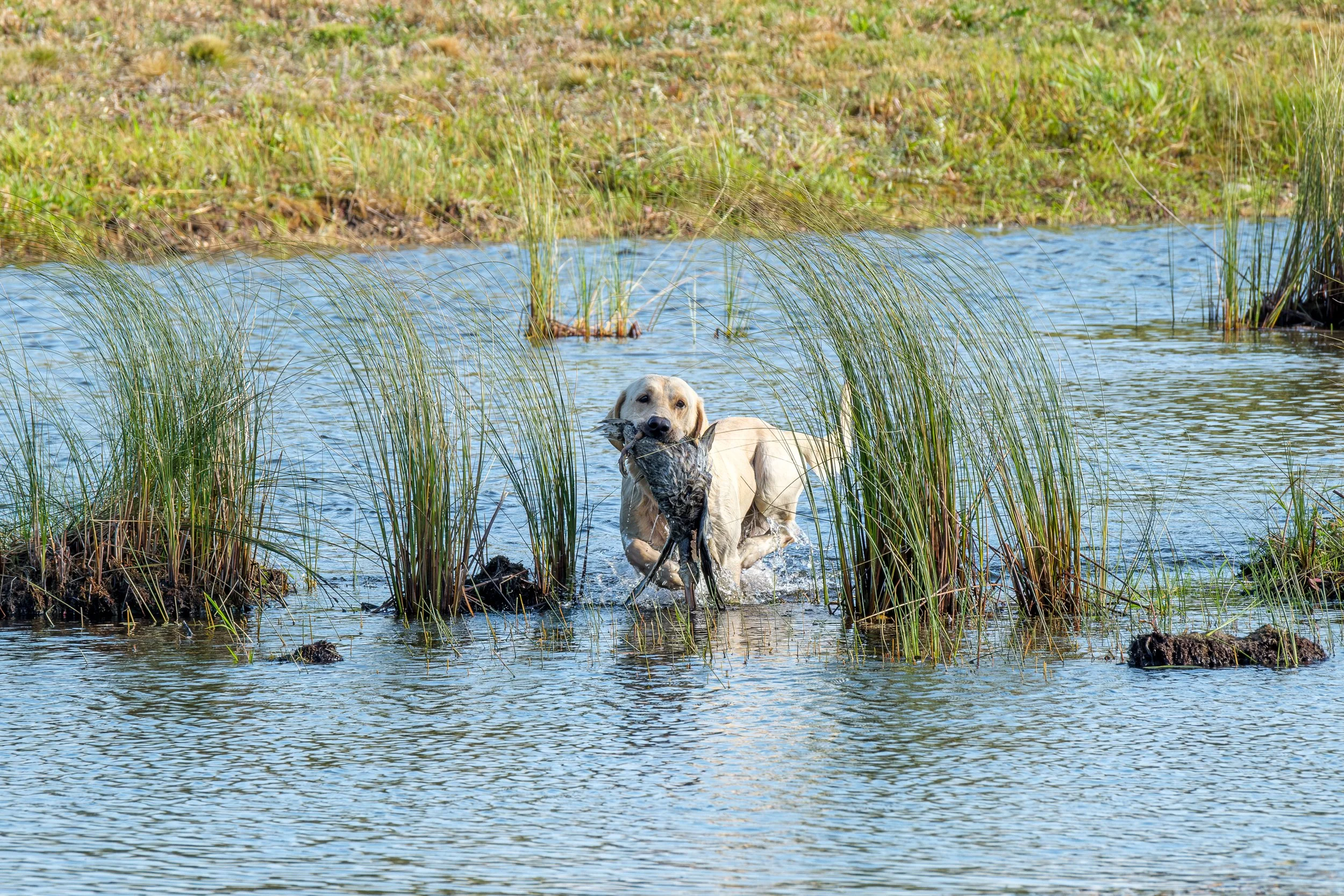 20250714-Retriever TrialDSCF3360-Enhanced-NR.jpg