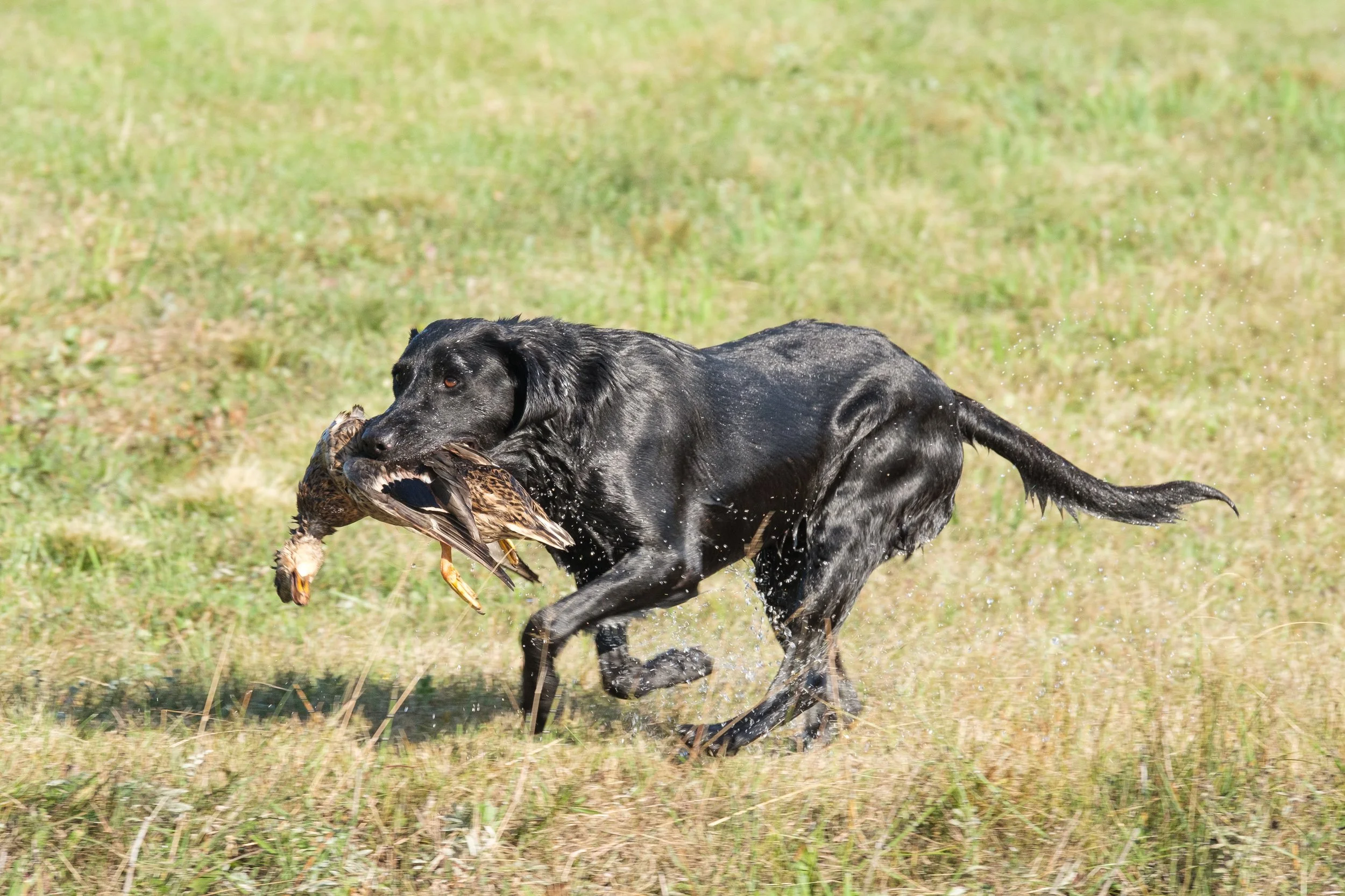 20250714-Retriever TrialDSCF3328.jpg