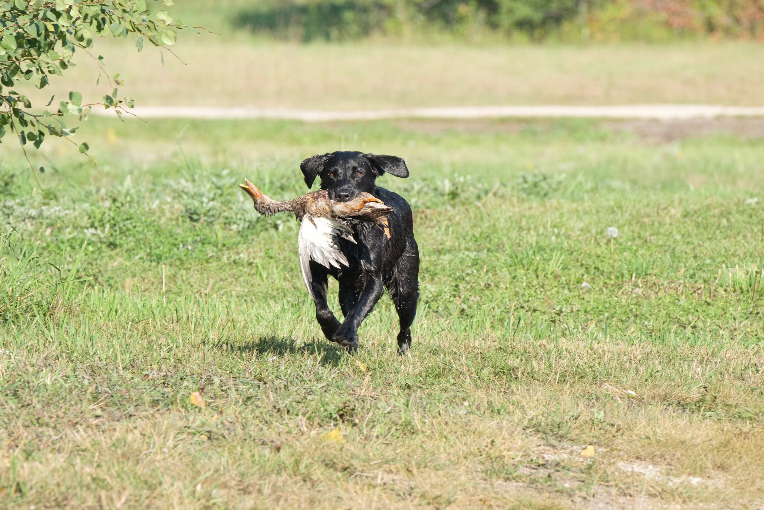 20250714-Retriever TrialDSCF3344.jpg