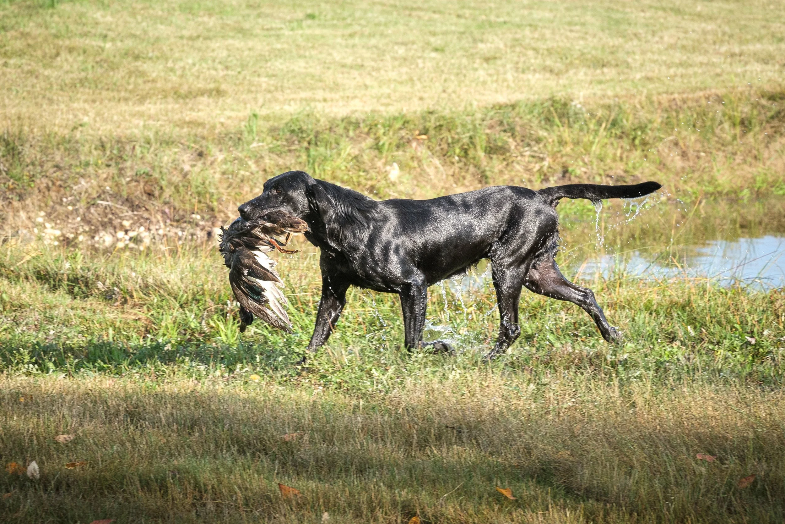 20250714-Retriever TrialDSCF3224.jpg