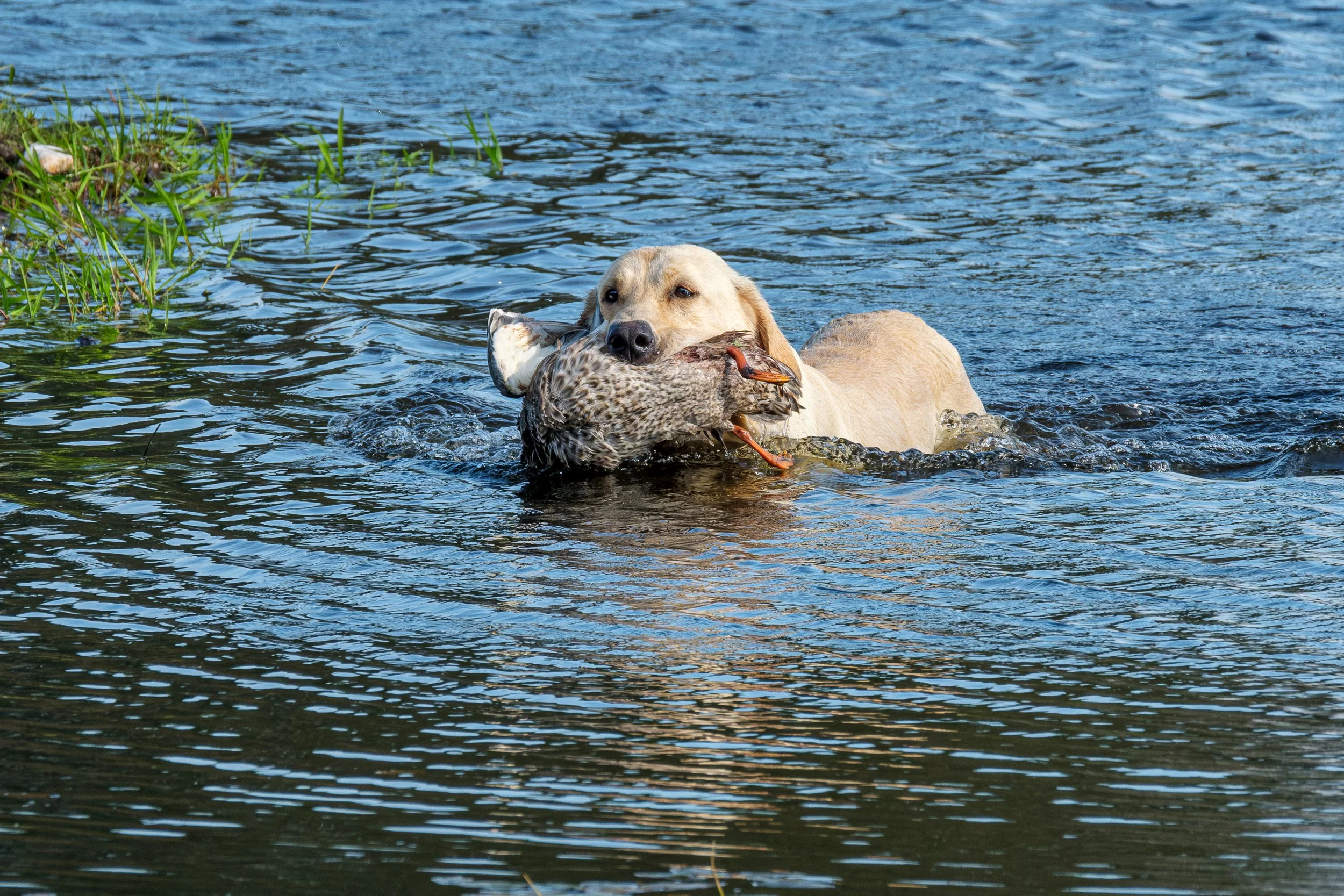 20250714-Retriever TrialDSCF3385-Enhanced-NR.jpg