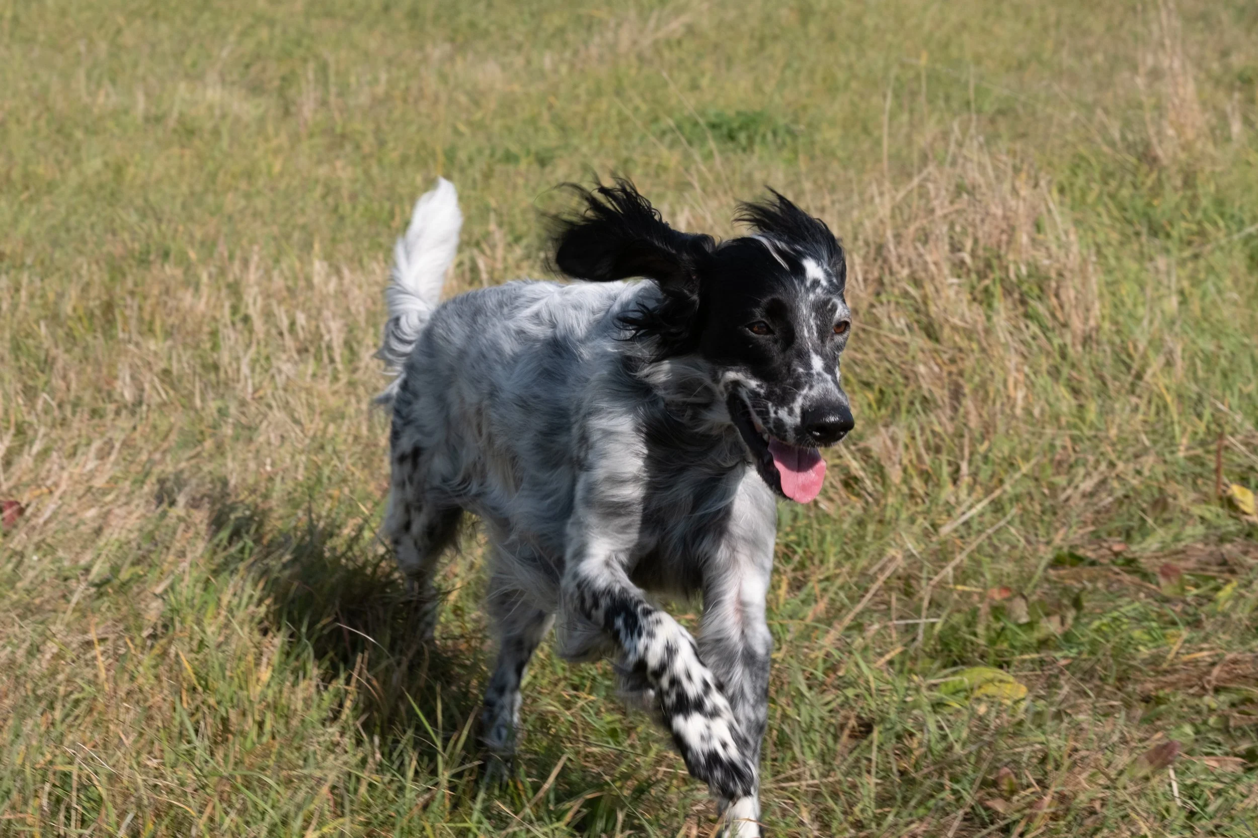 DOGW5925.jpg