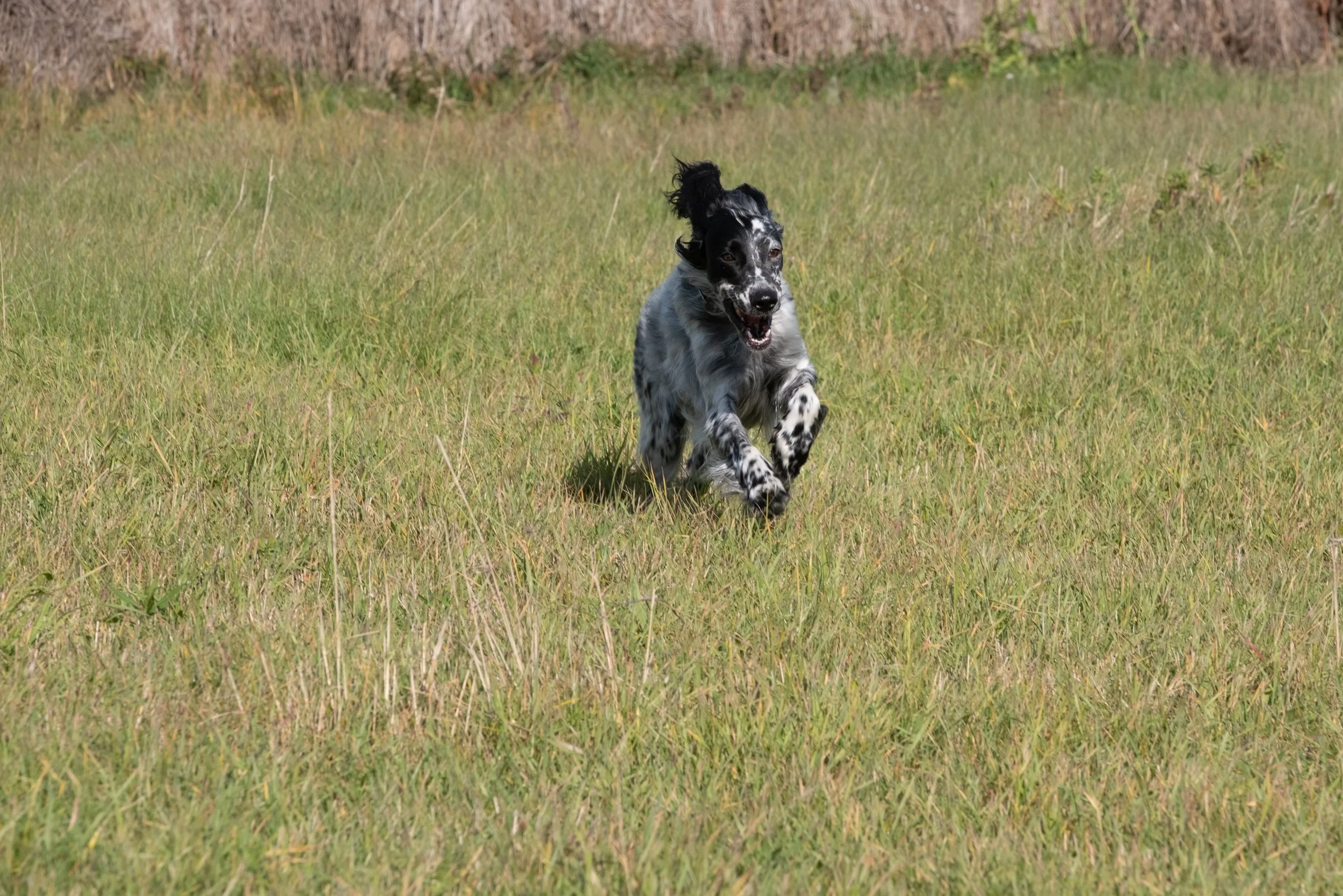 DOGW5917.jpg
