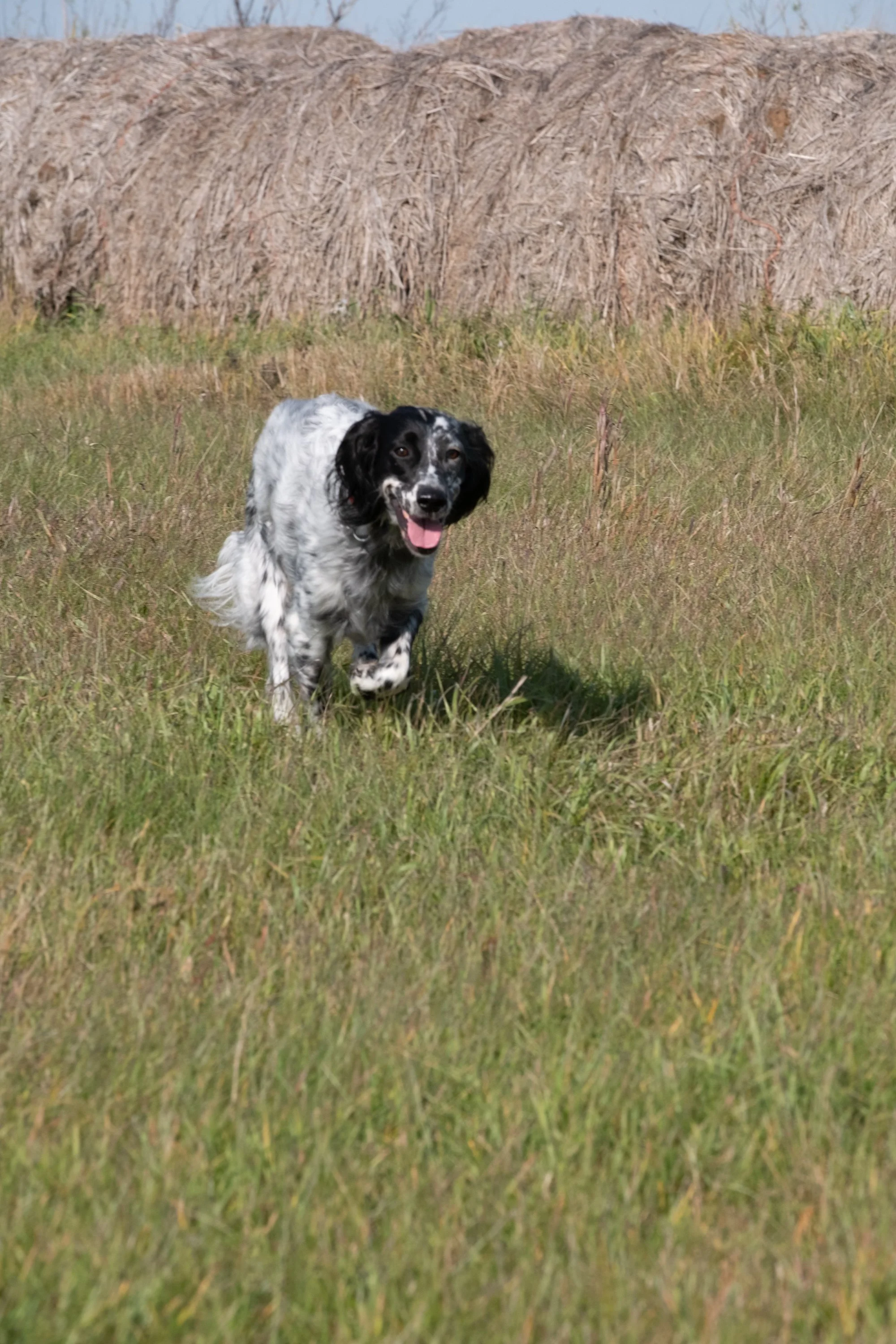 DOGW5905.jpg