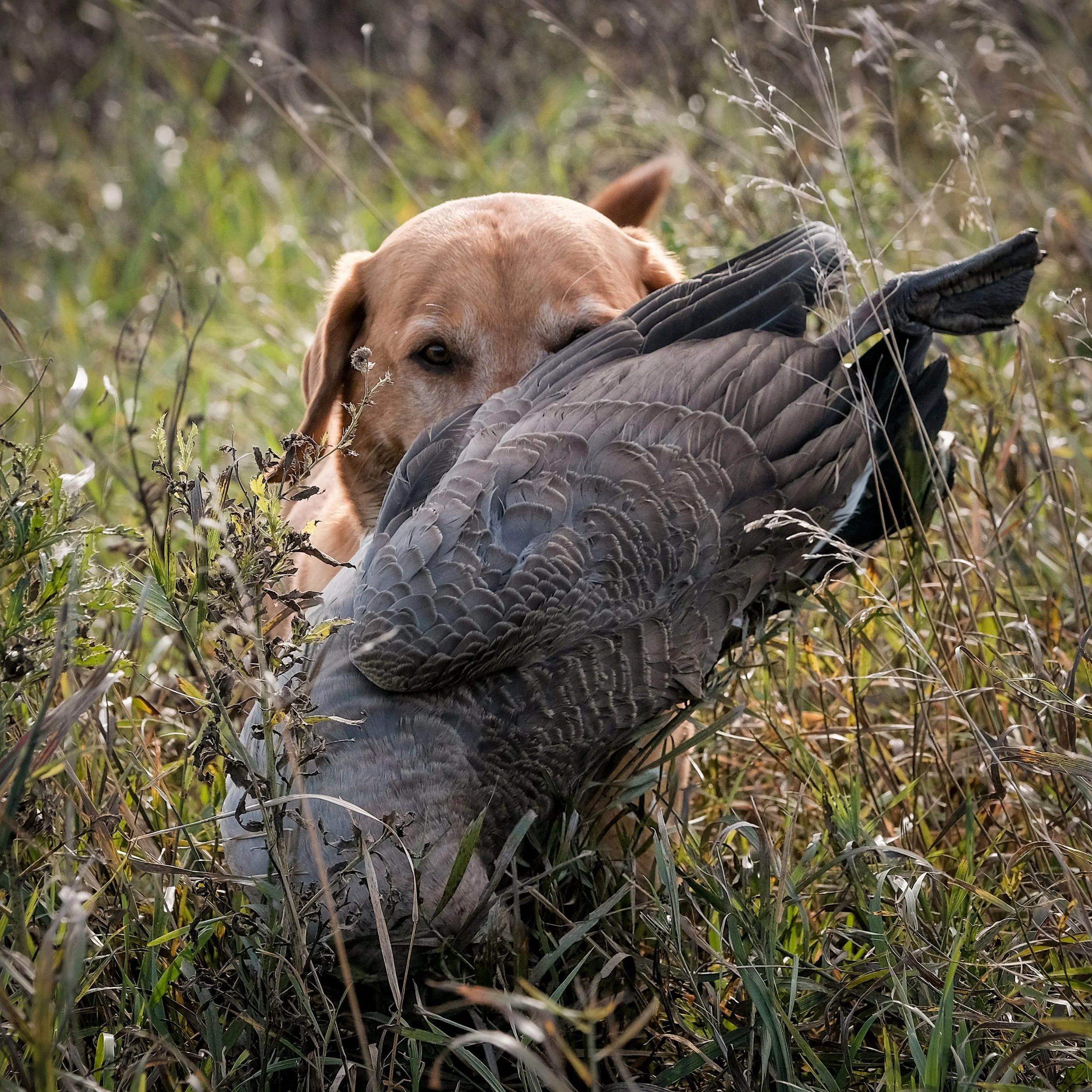 DOGW5606.jpg