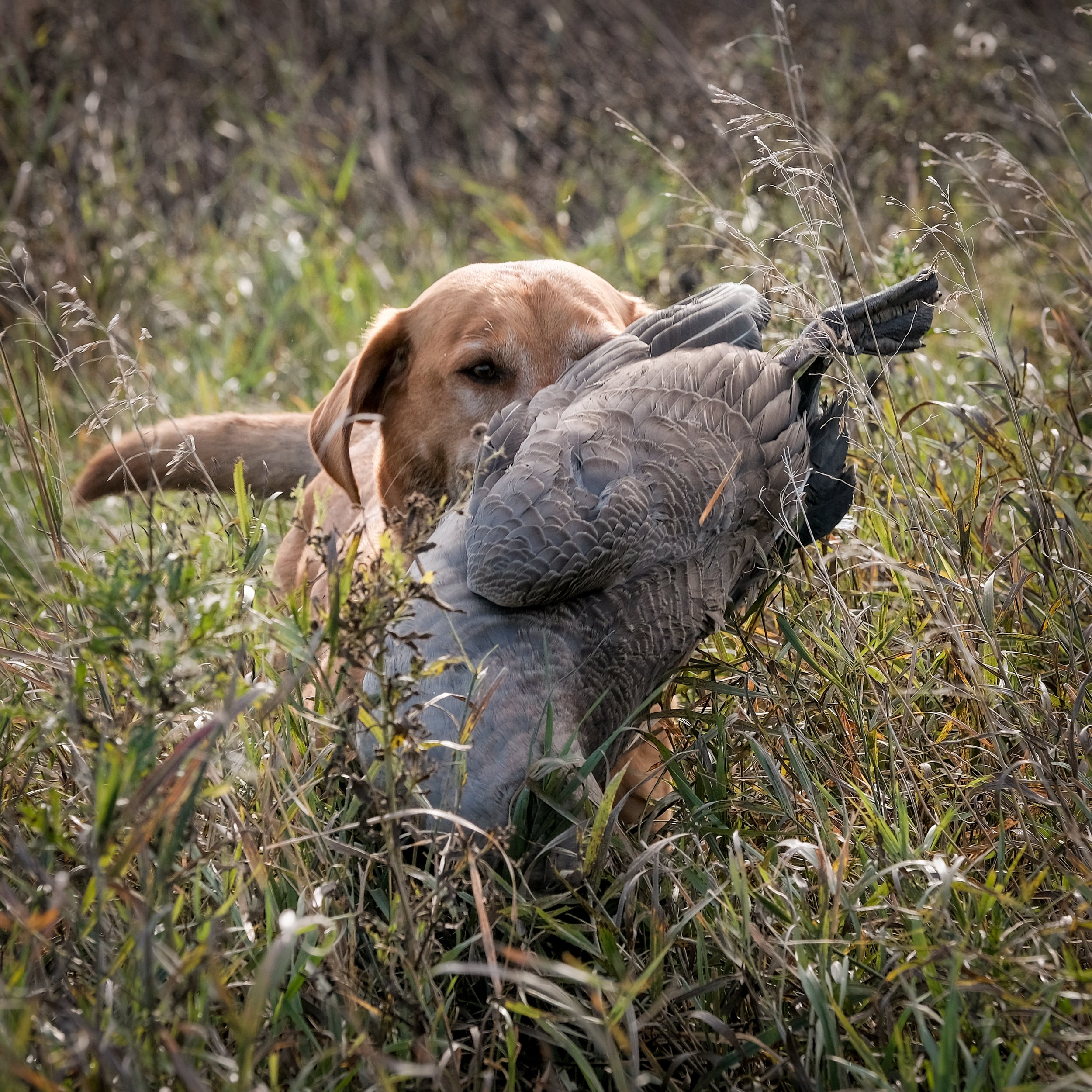 DOGW5603.jpg