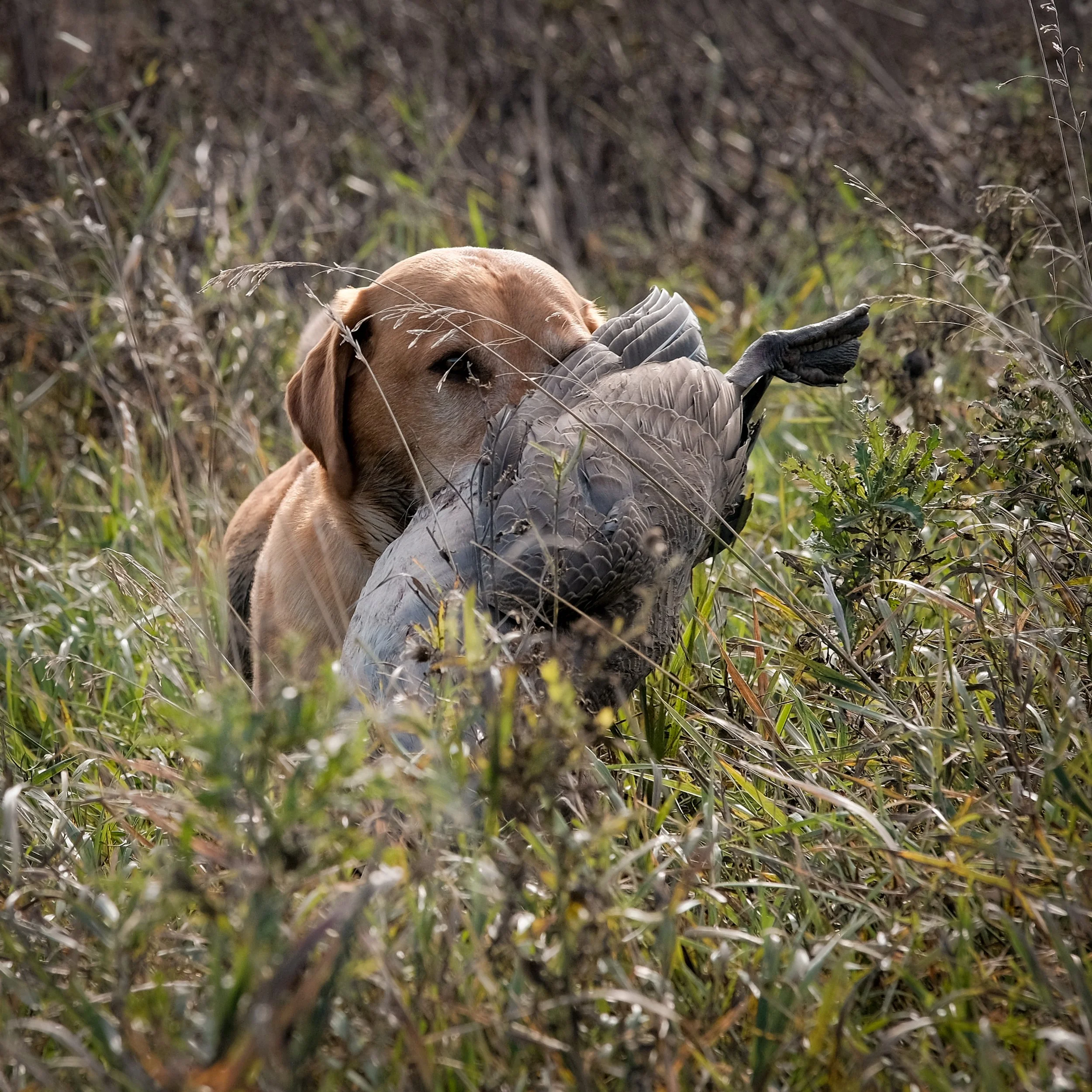DOGW5602.jpg