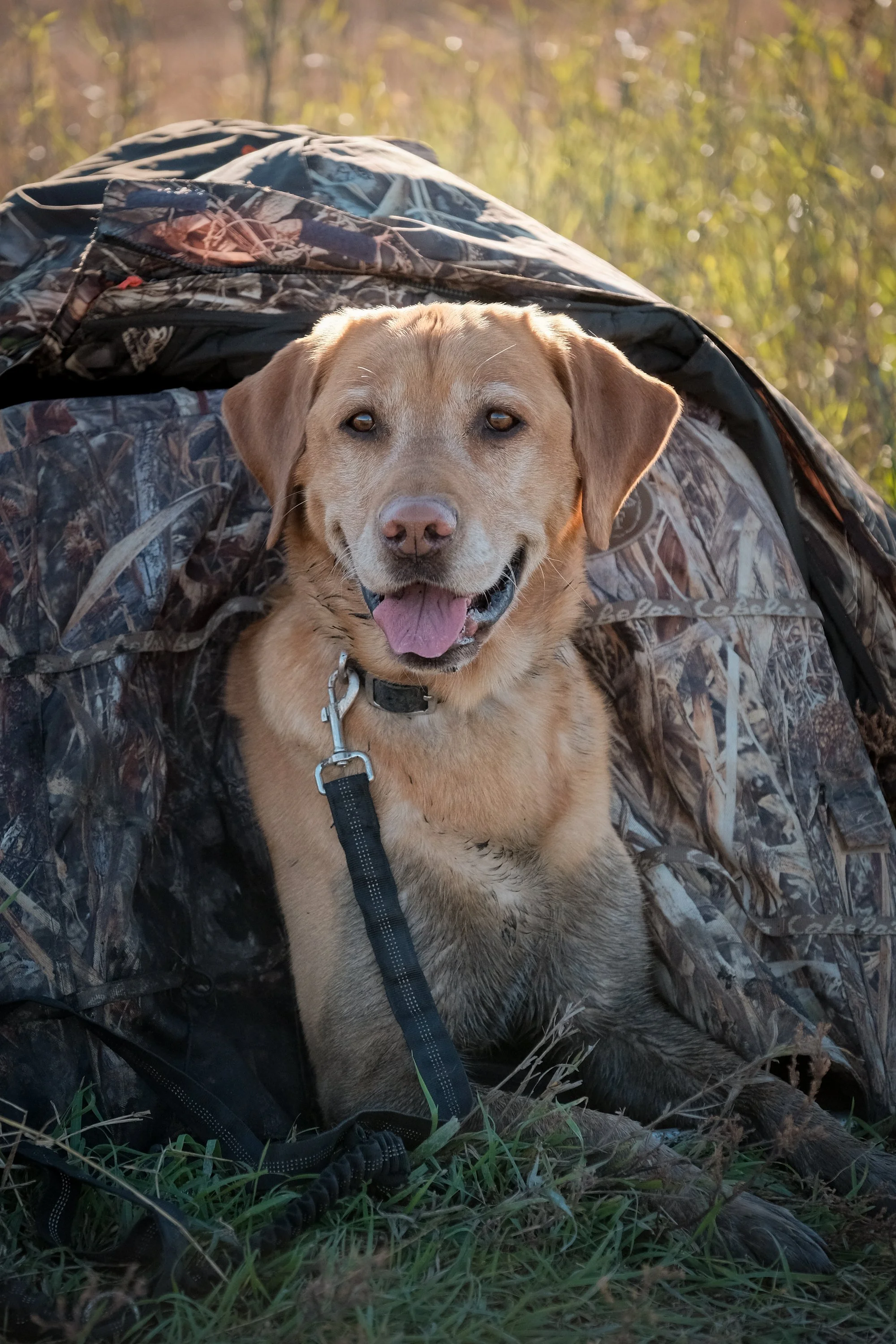 DOGW5584.jpg